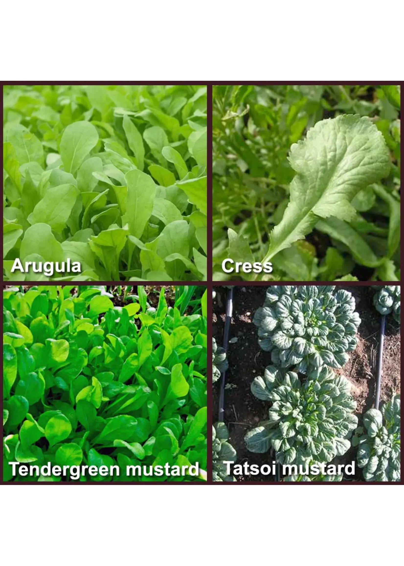 Redwood Seeds Great Greens Mix Organic