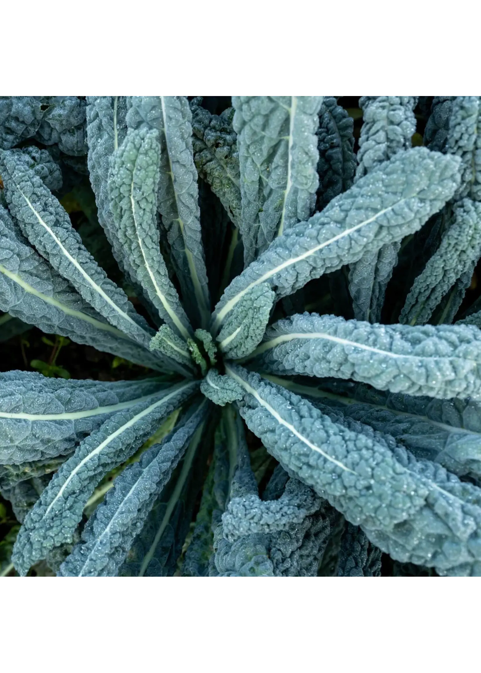 Redwood Seeds Kale - Black Magic Organic