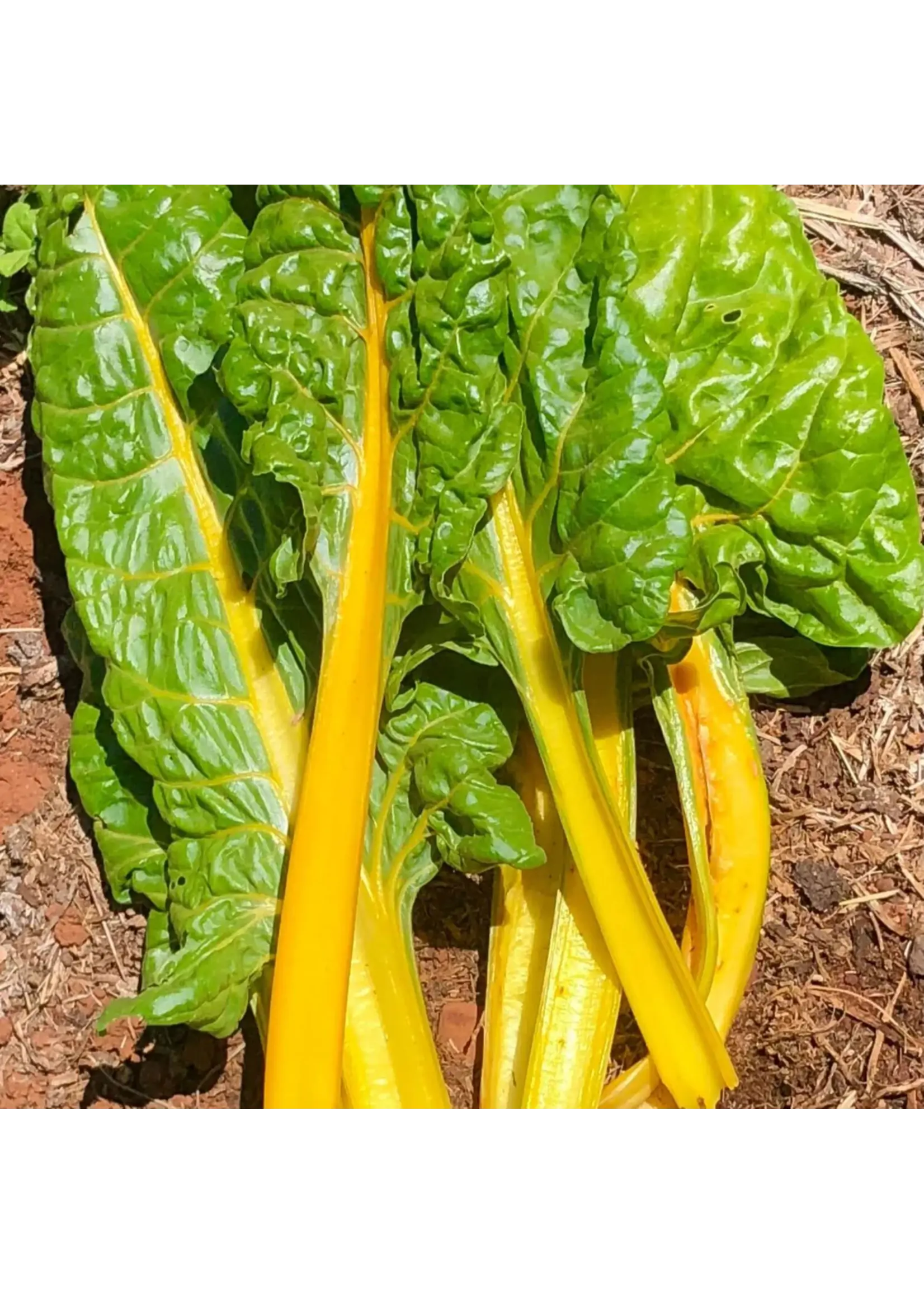 Redwood Seeds Chard - Golden Organic