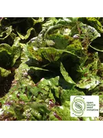 Redwood Seeds Lettuce - Mayan Jaguar Organic