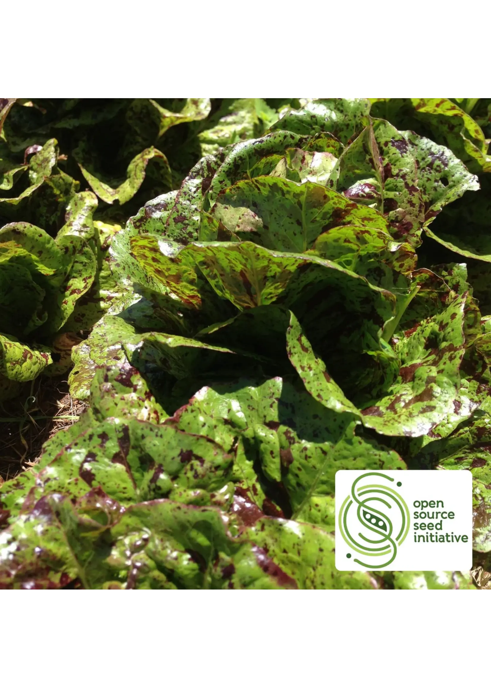 Redwood Seeds Lettuce - Mayan Jaguar Organic