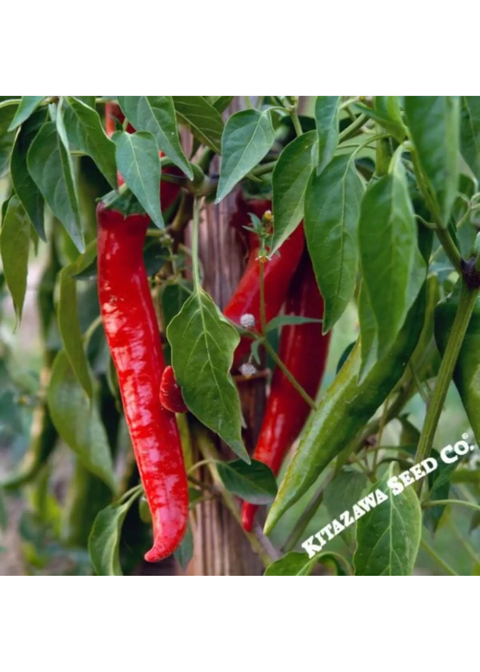 Kitazawa Seed Co. Pepper - Hot Thai Super Chili F1