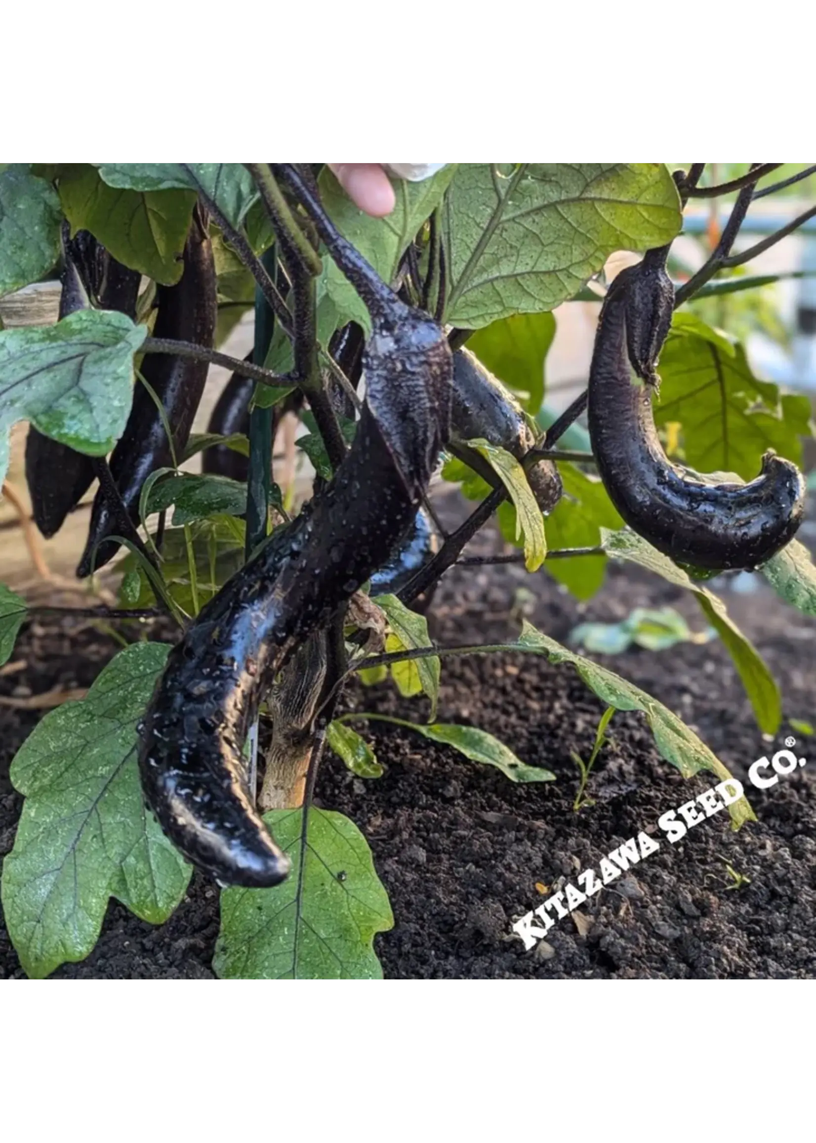 Kitazawa Seed Co. Eggplant - Japanese Kurume Long