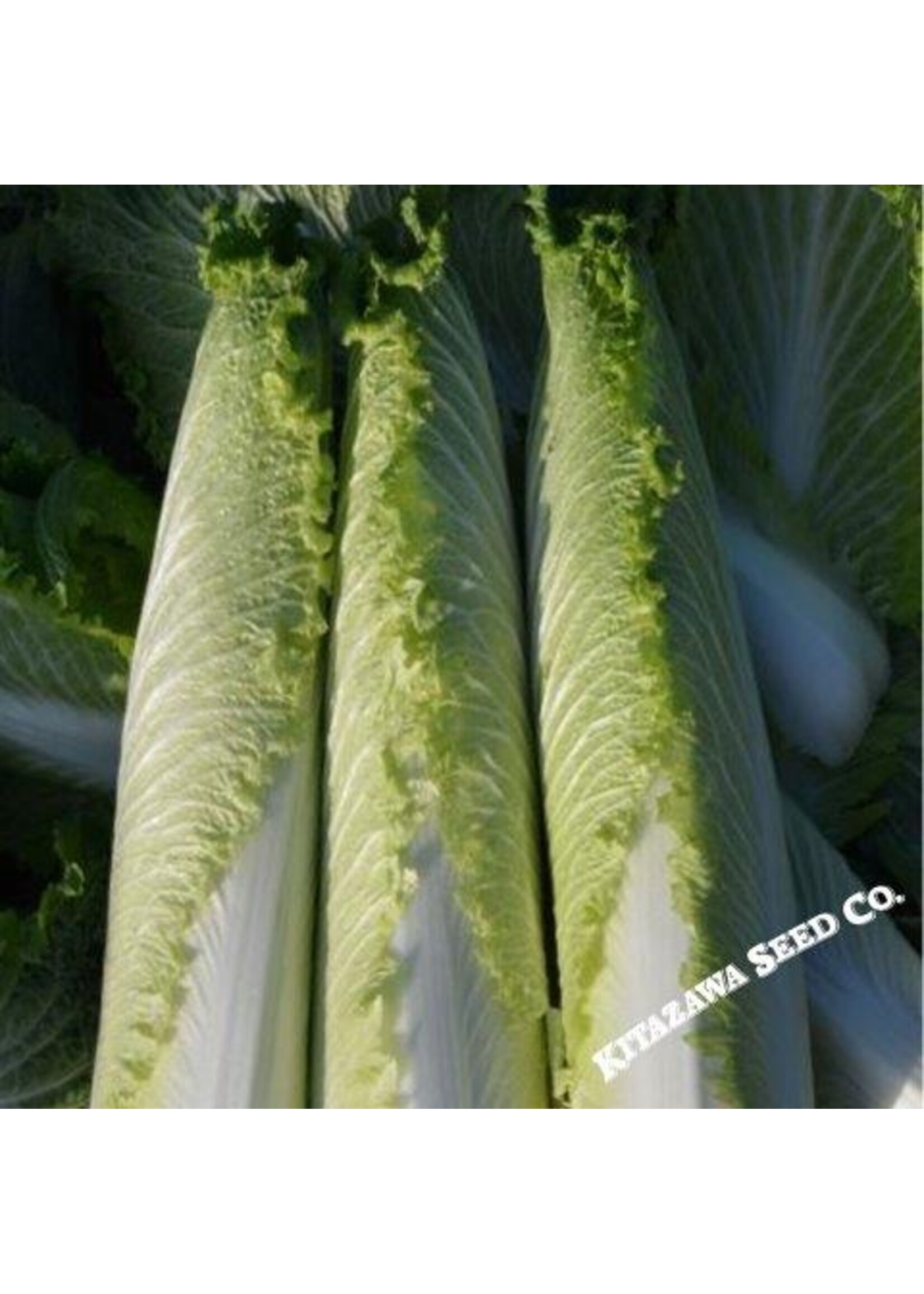 Kitazawa Seed Co. Chinese Cabbage - Pagoda 70