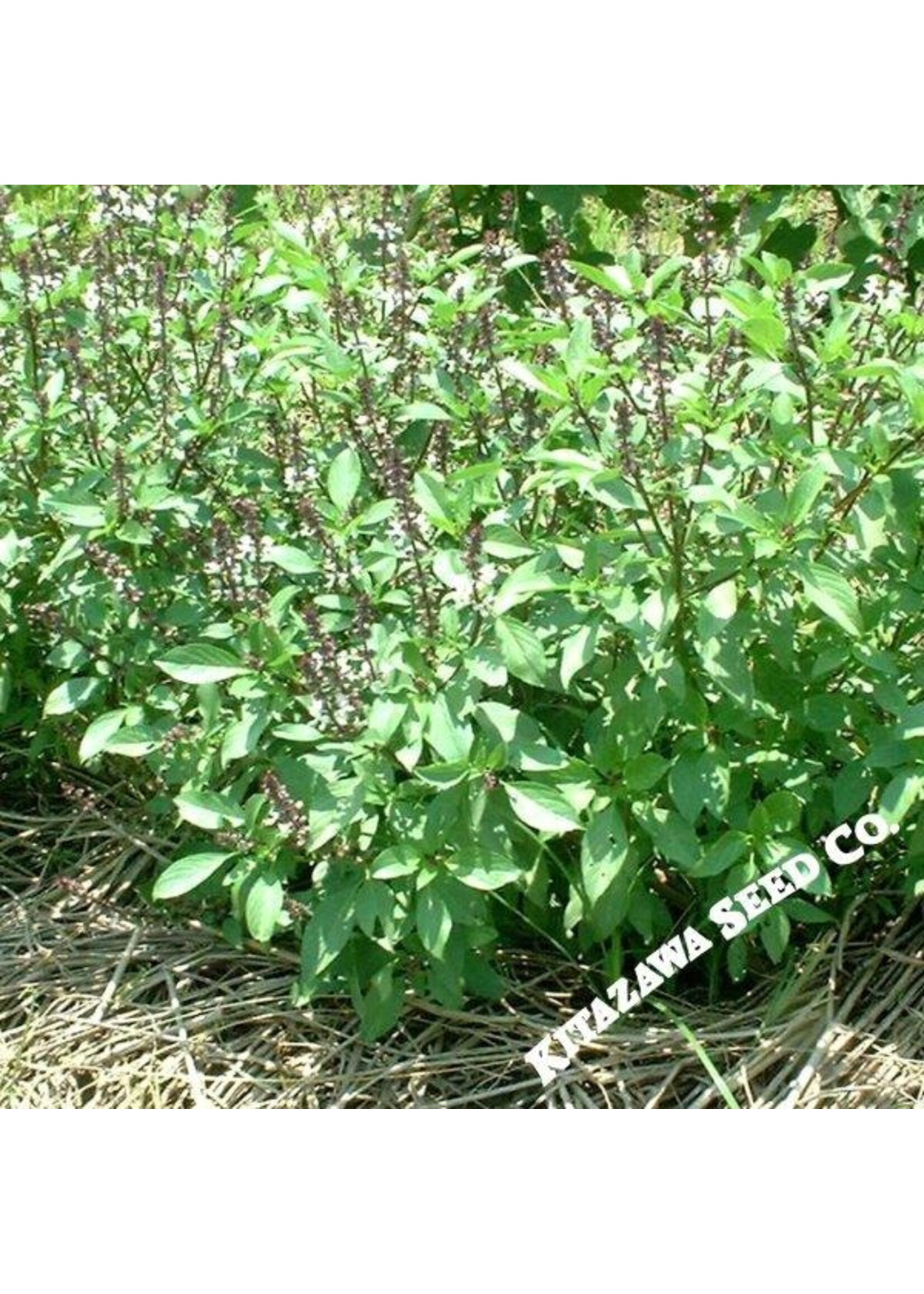 Kitazawa Seed Co. Basil - Thai Sweet Large Leaf