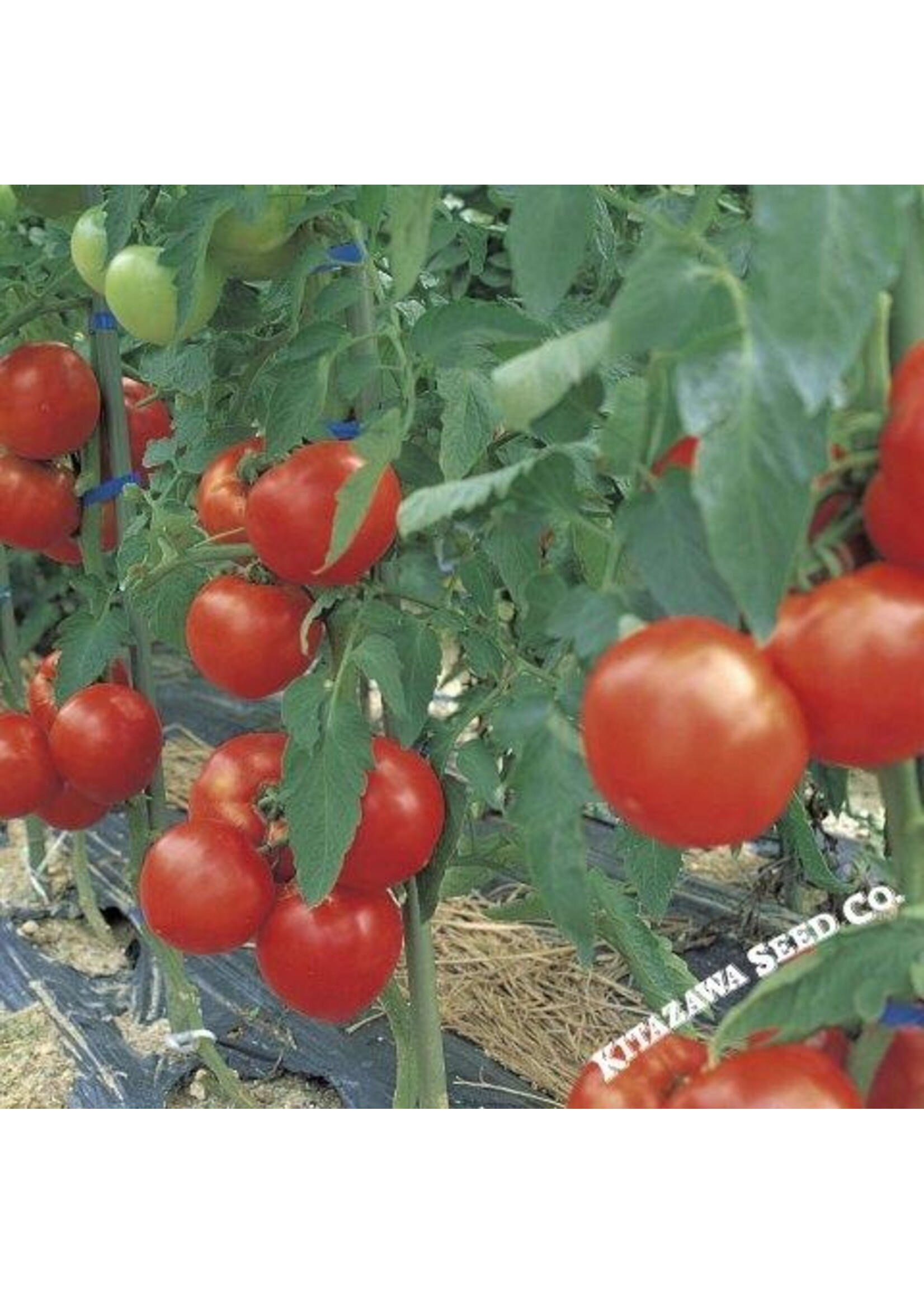 Kitazawa Seed Co. Tomato - Silicing - Grandeur Hybrid