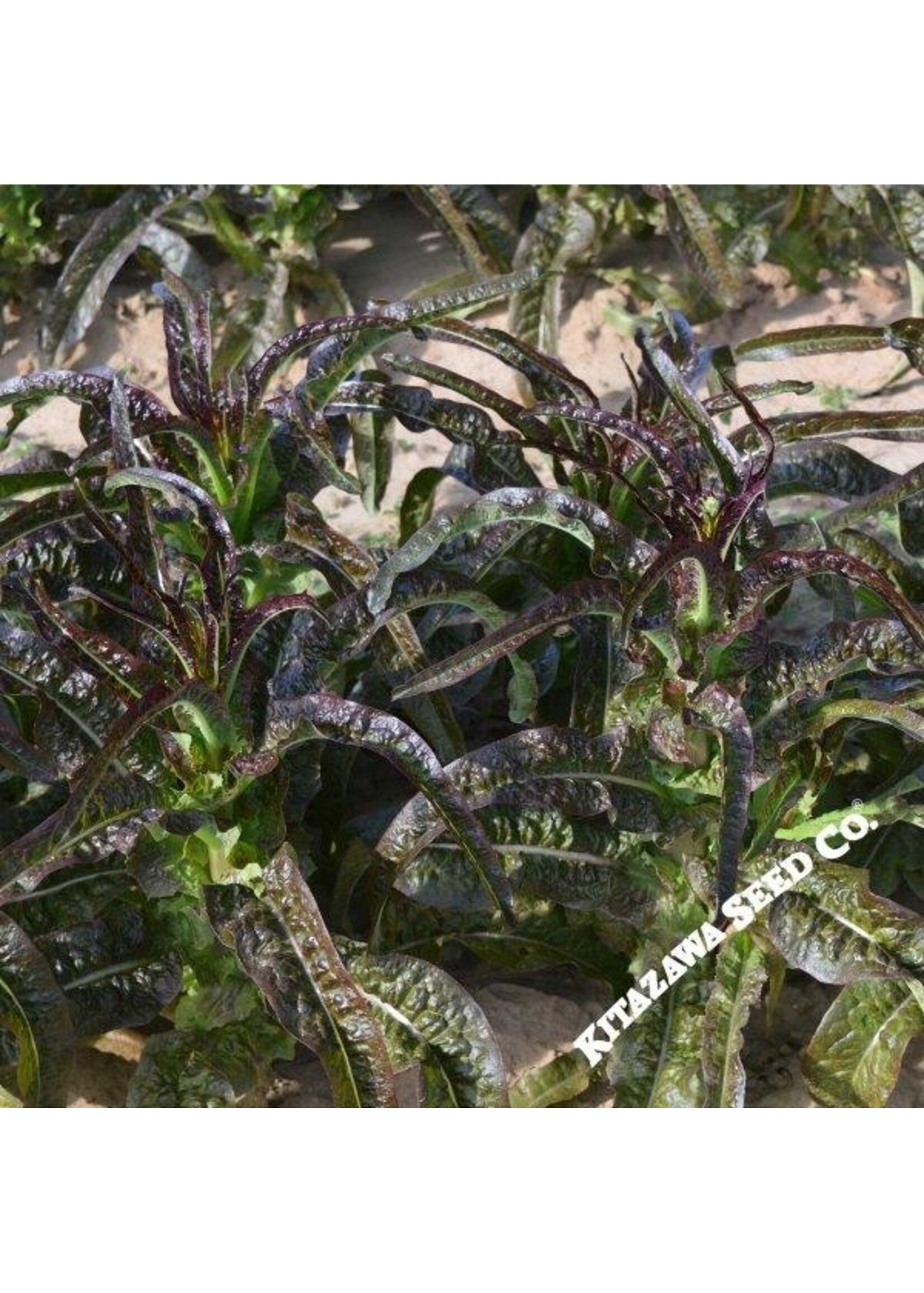 Kitazawa Seed Co. Lettuce - Chinese Purple Sword Celtuce