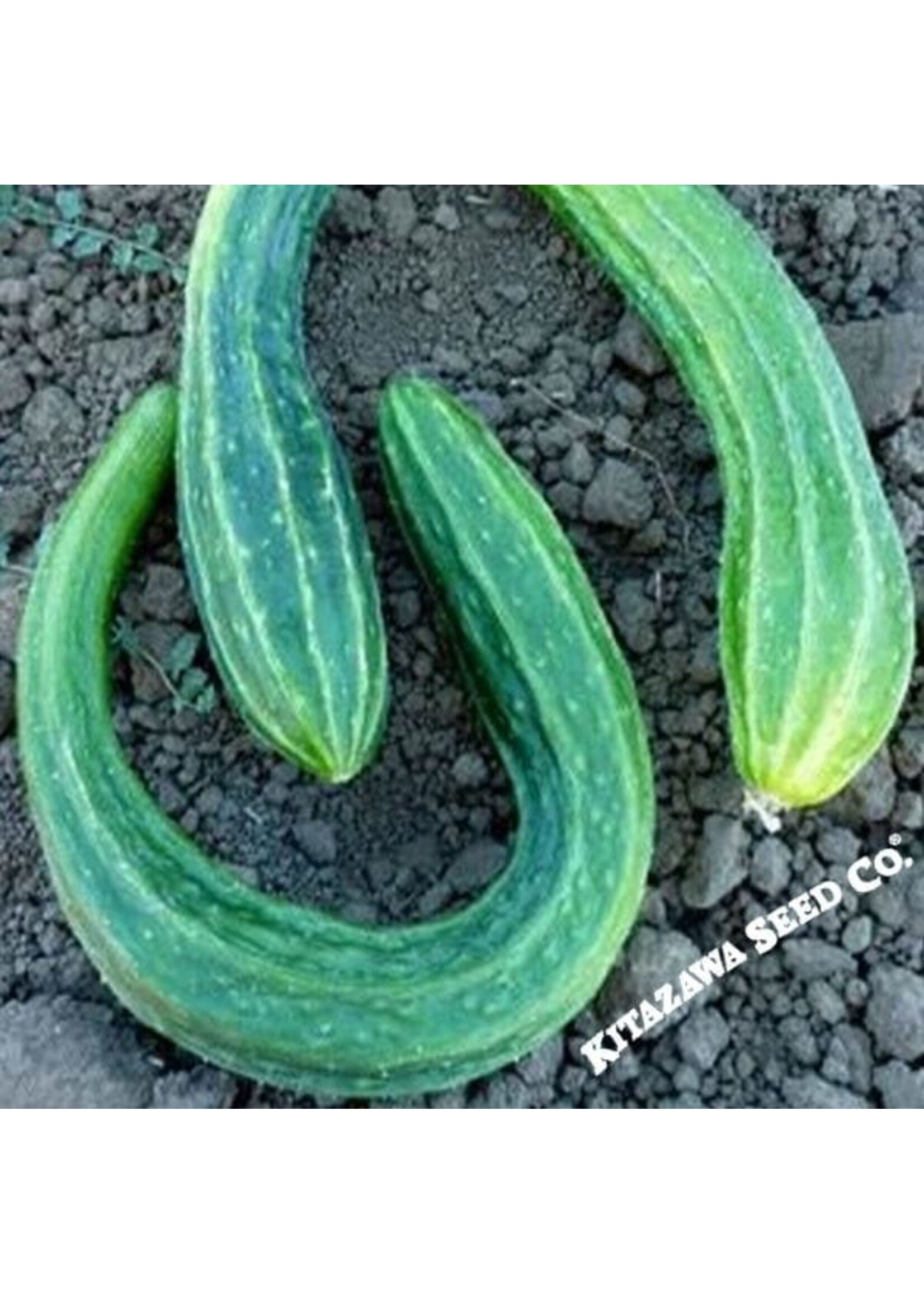 Kitazawa Seed Co. Cucumber - Suyo Long - Organic