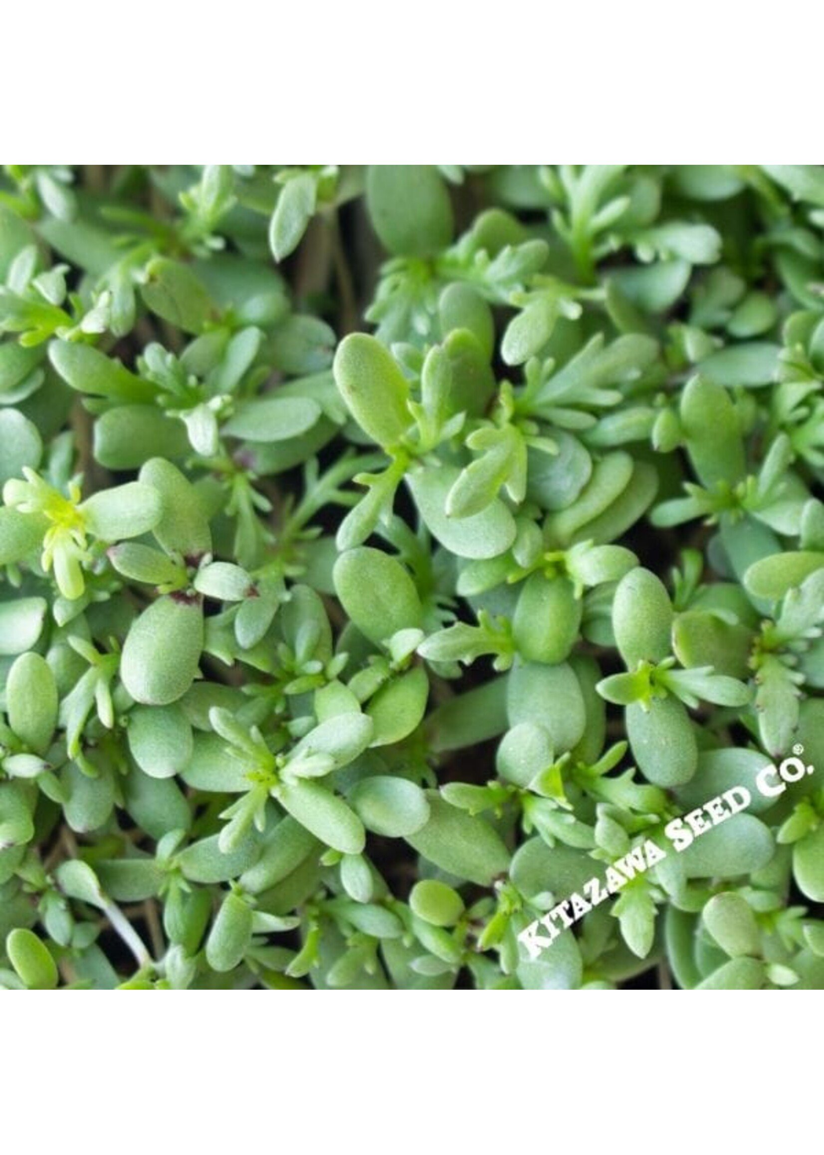 Kitazawa Seed Co. Shungiku - 3 Color Daisy - Microgreens