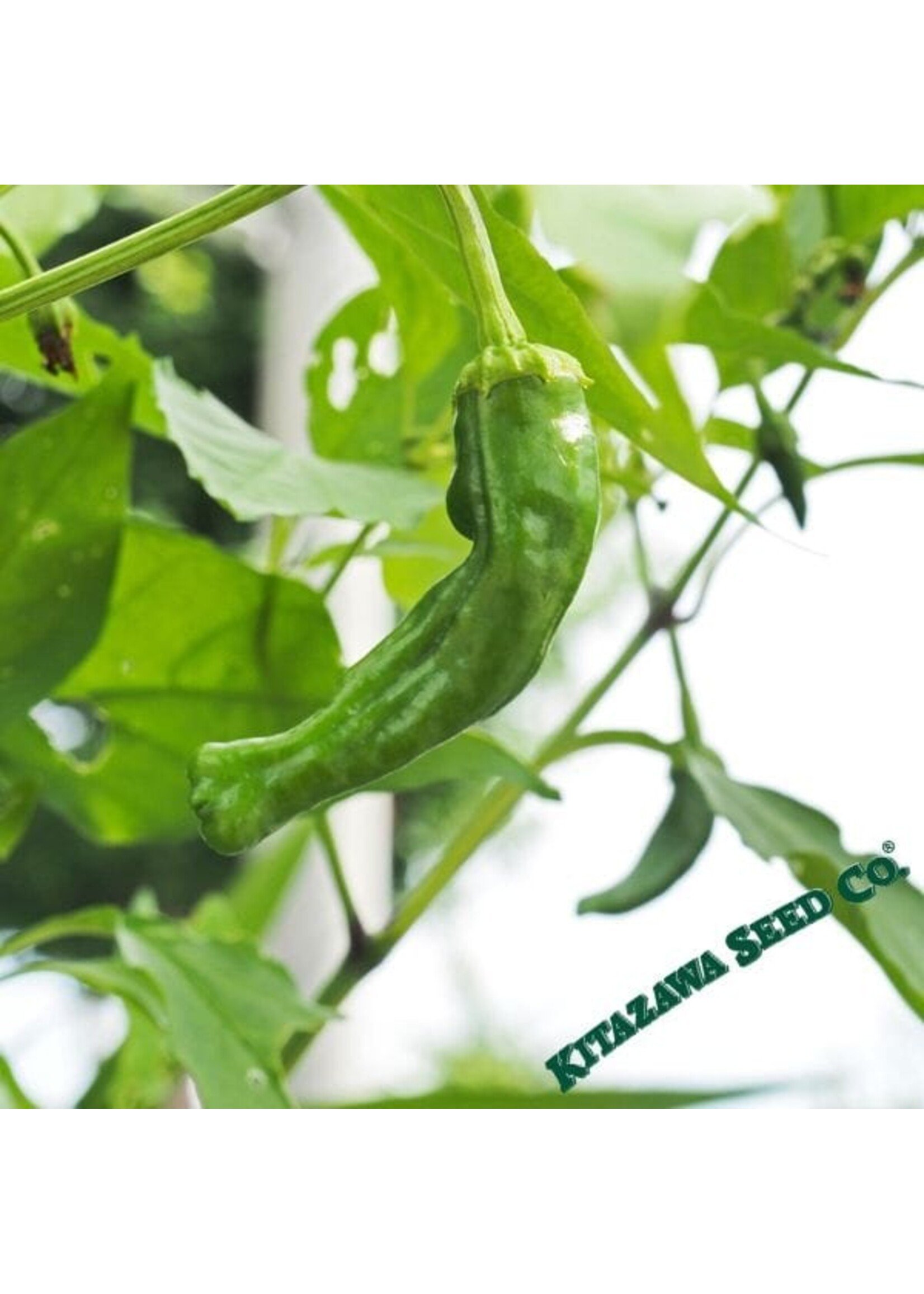 Kitazawa Seed Co. Pepper Japanese - Shishito