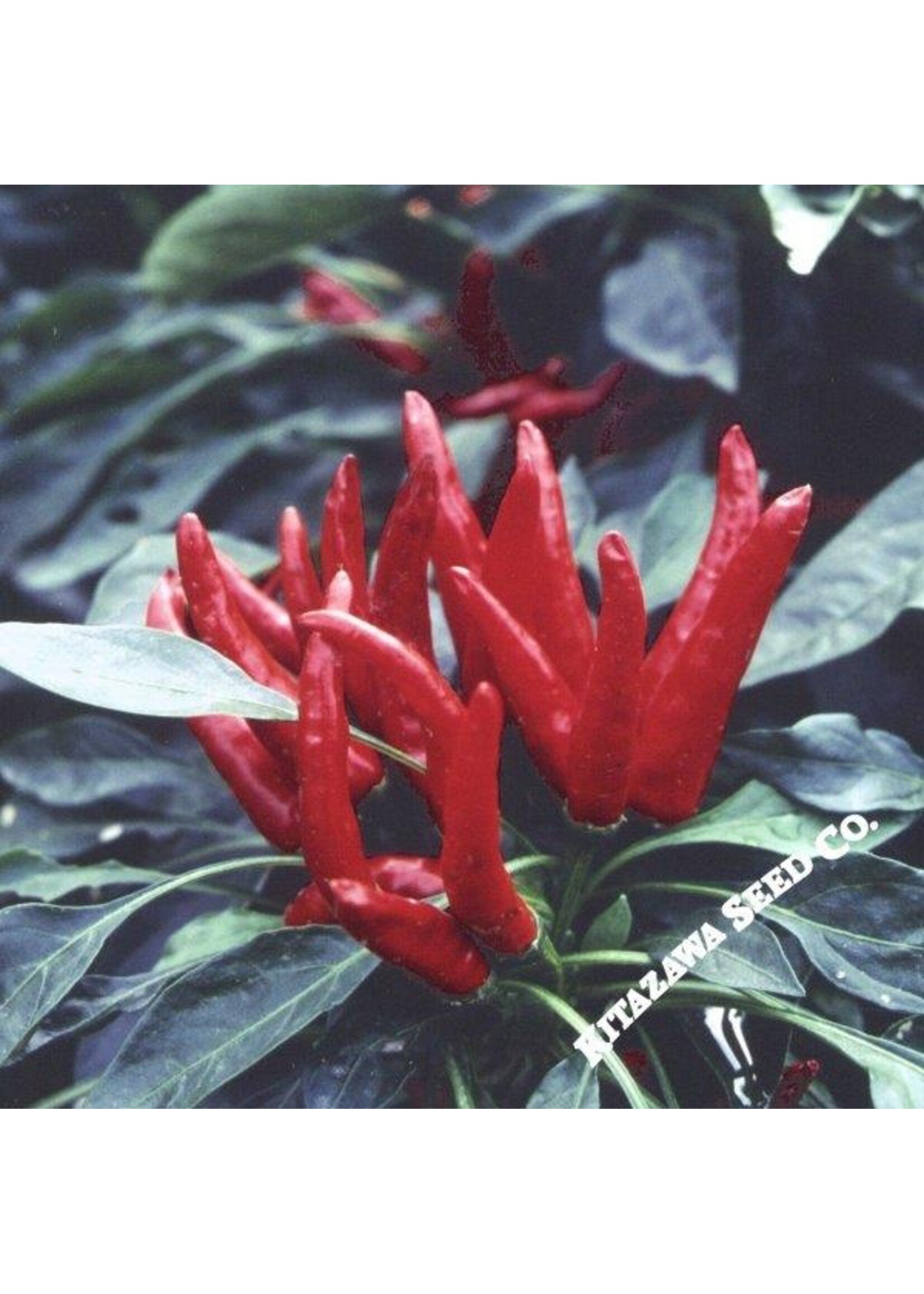 Kitazawa Seed Co. Pepper Hot Japanese SANTAKA