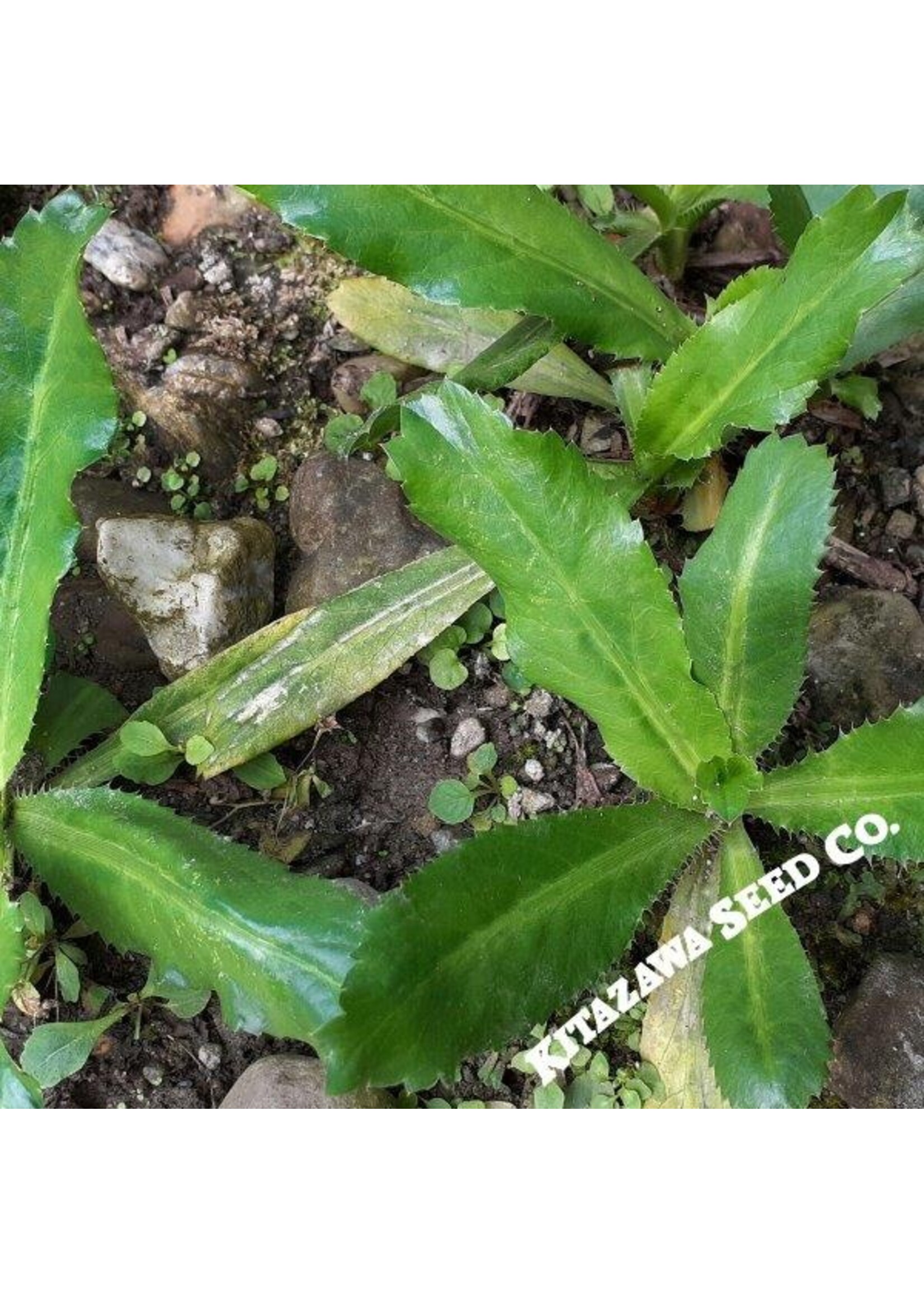 Kitazawa Seed Co. Culantro Ngo Gai Mexican Coriander