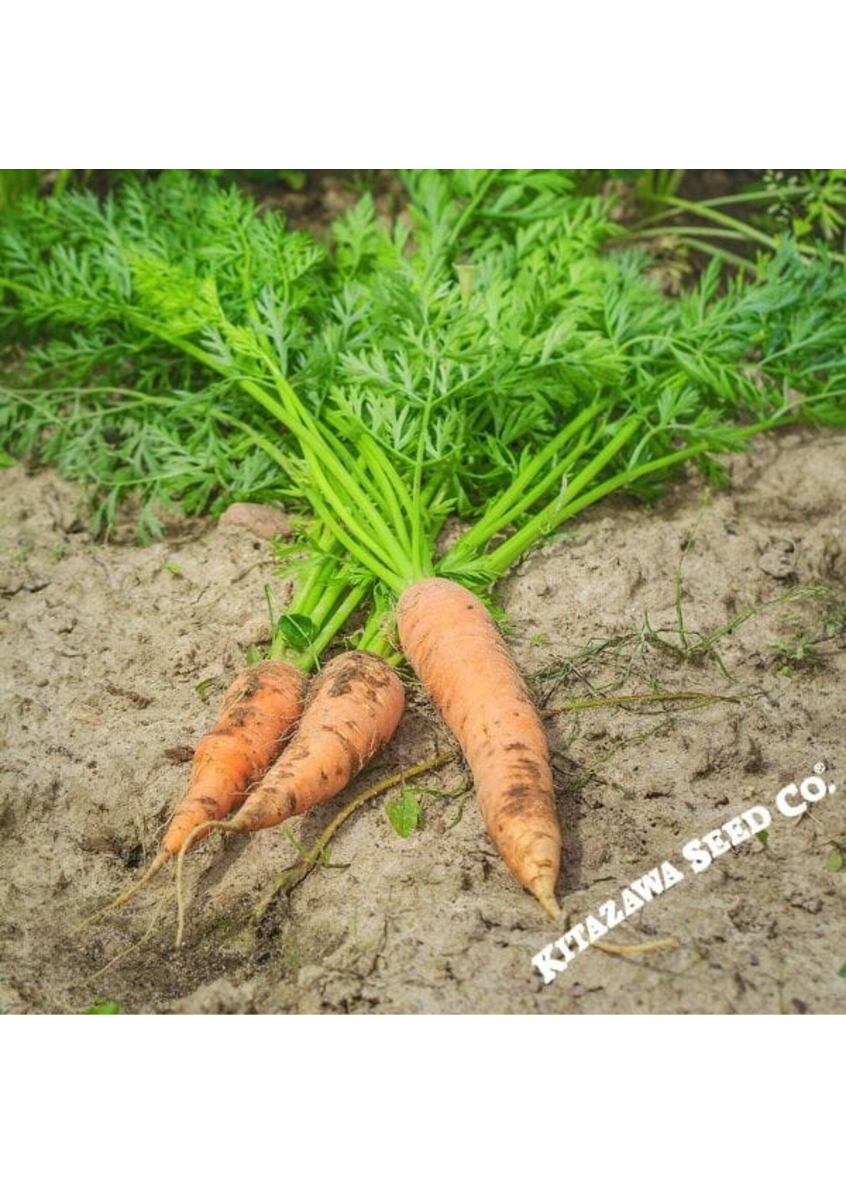 Kitazawa Seed Co. Carrot - Shin Kuroda 5