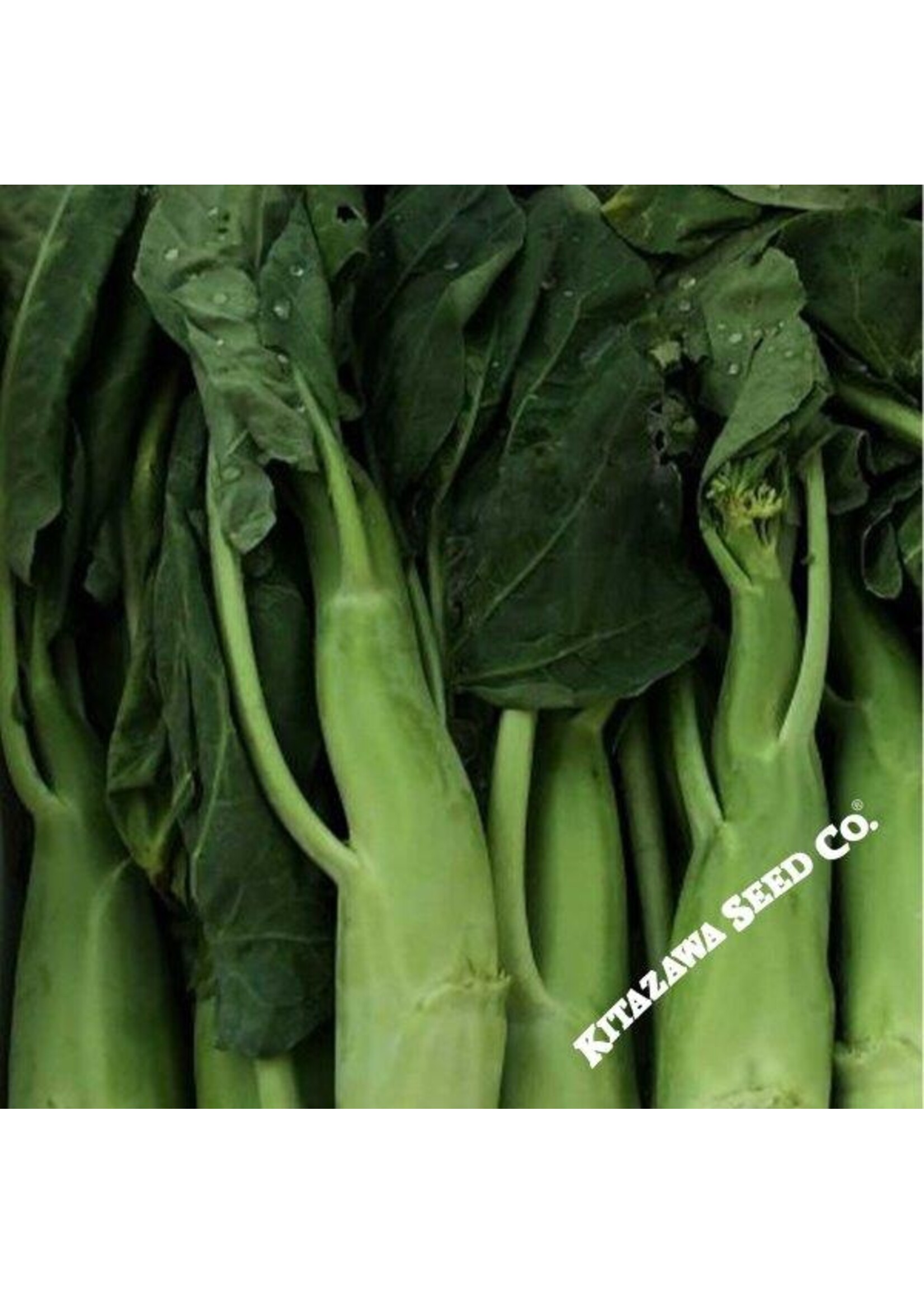 Kitazawa Seed Co. Chinese Broccoli Hybrid - BIG STEM