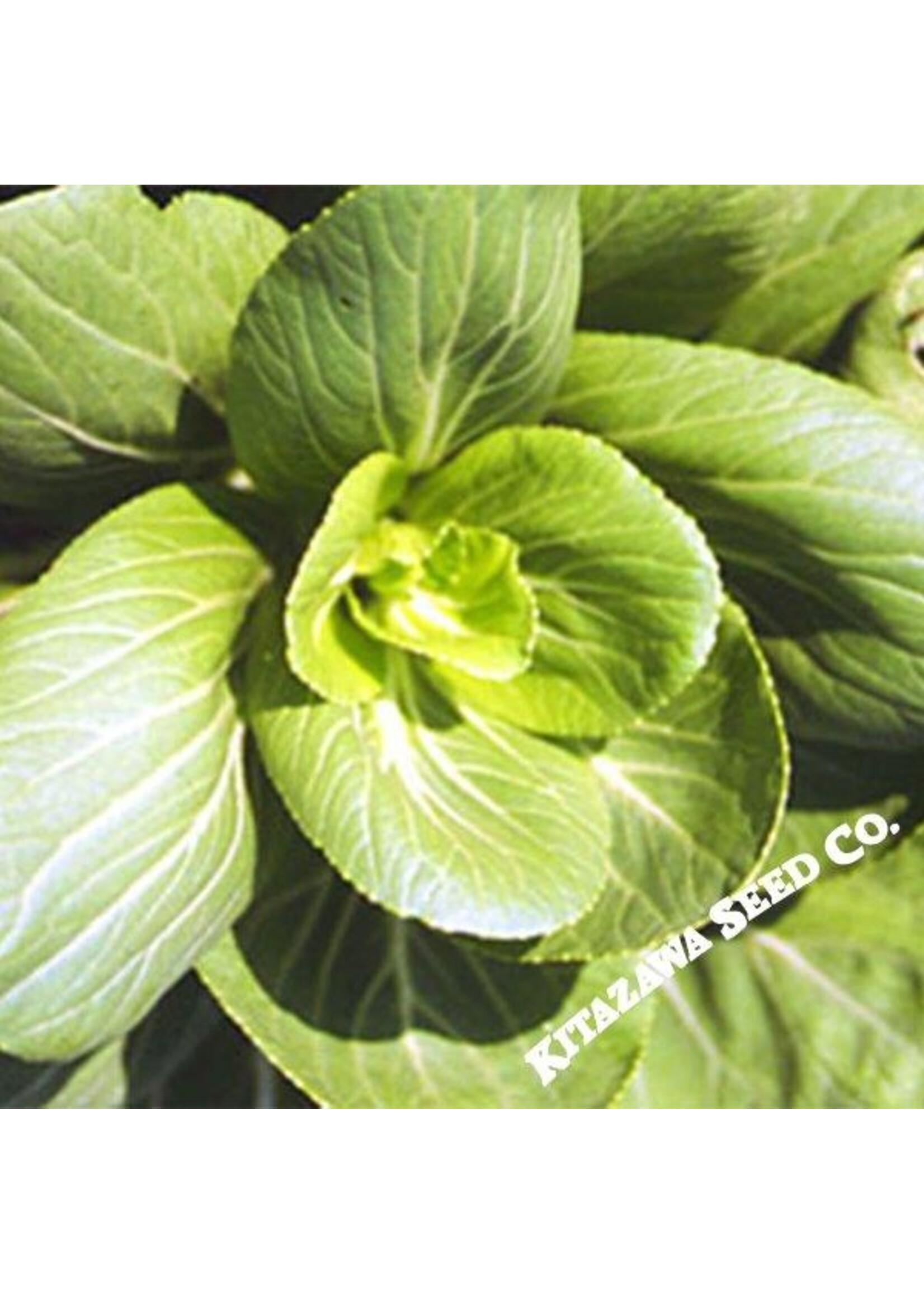 Kitazawa Seed Co. Pak Choi Hybrid - Green Stem