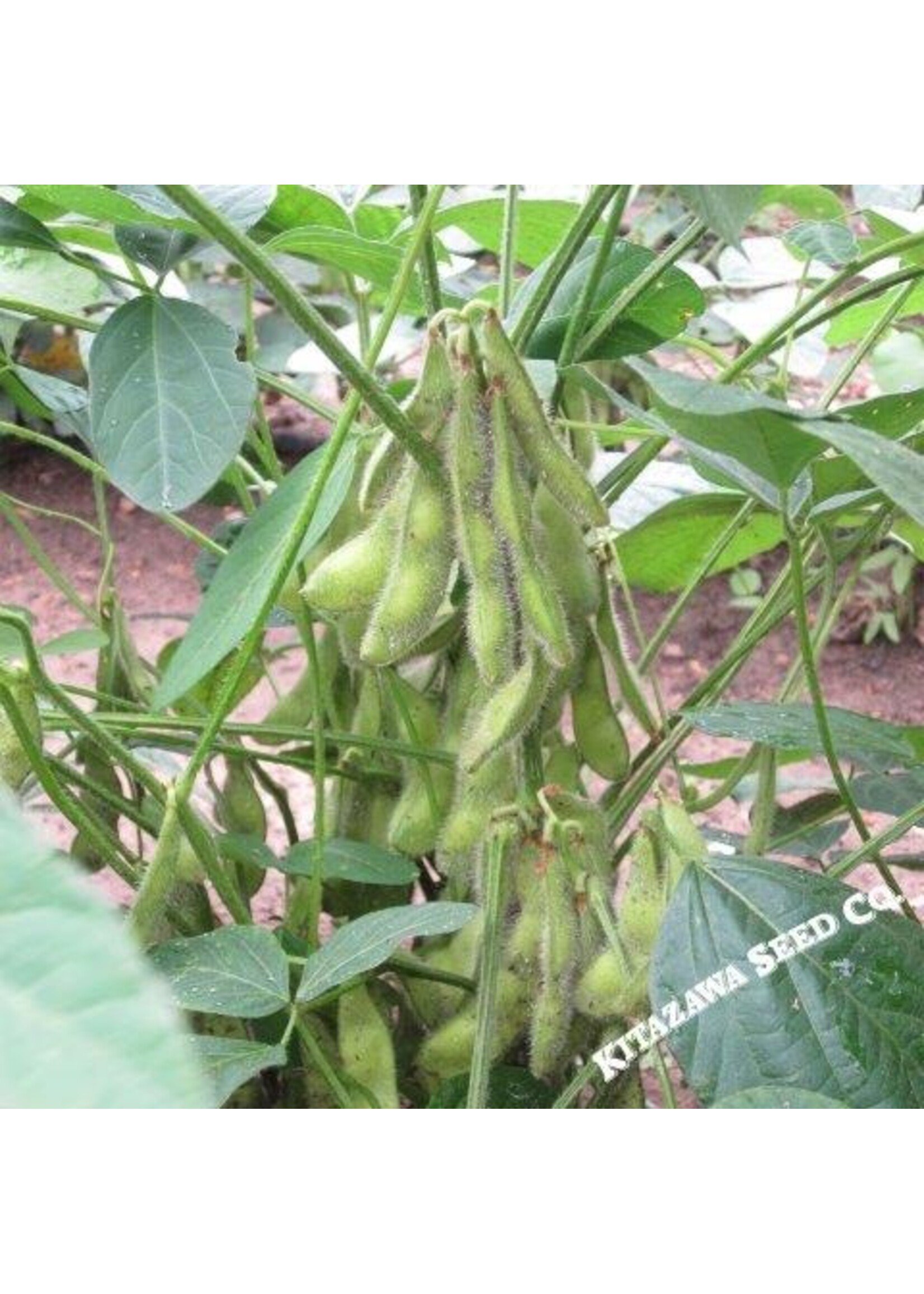 Kitazawa Seed Co. Soybean - Midori Giant
