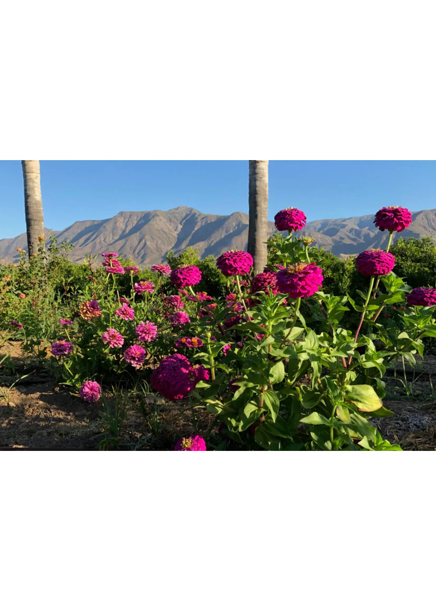 Plant Good Seed Company Zinnia - Giant Violet Organic