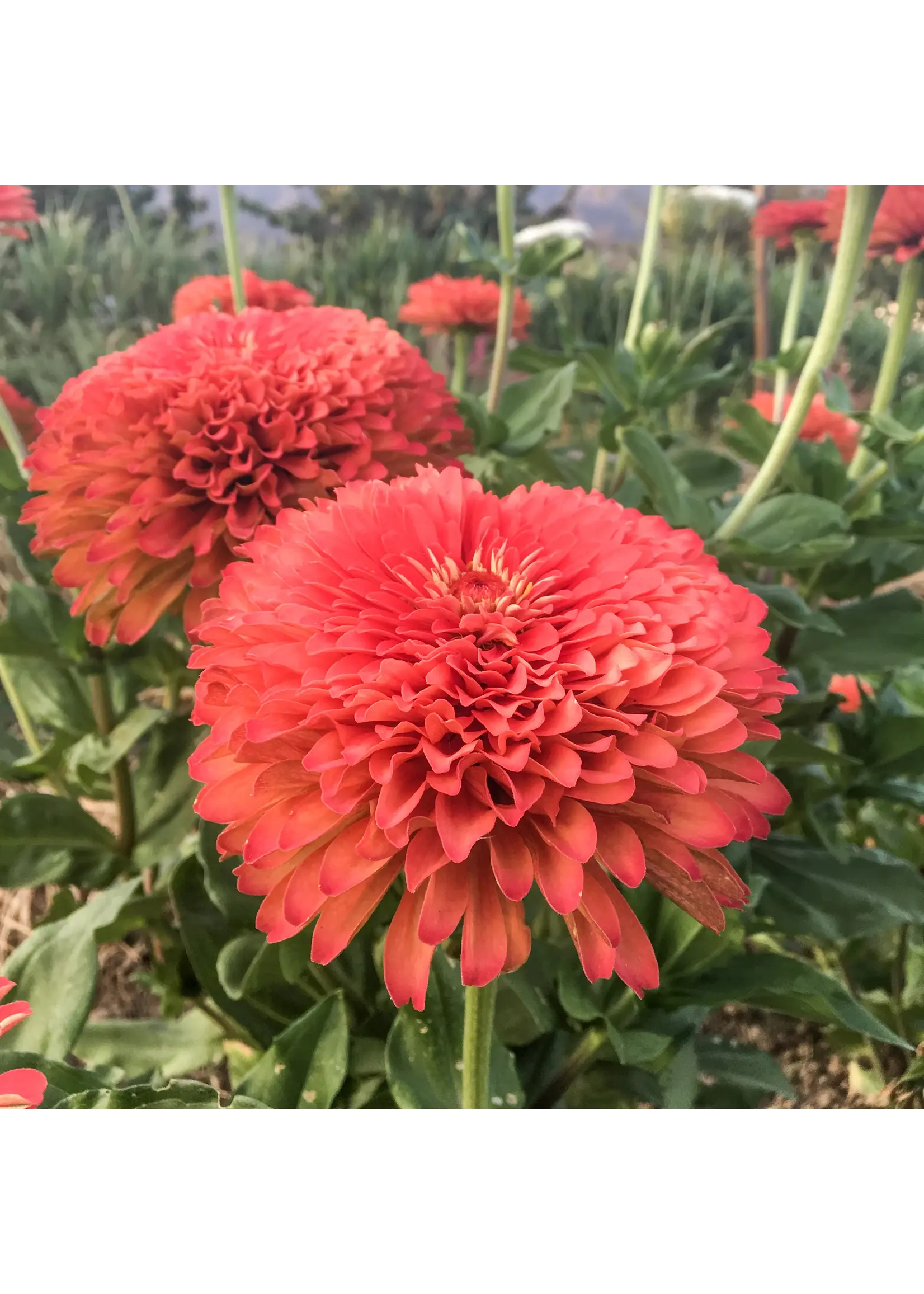 Plant Good Seed Company Zinnia - Benary's Giant Coral Organic