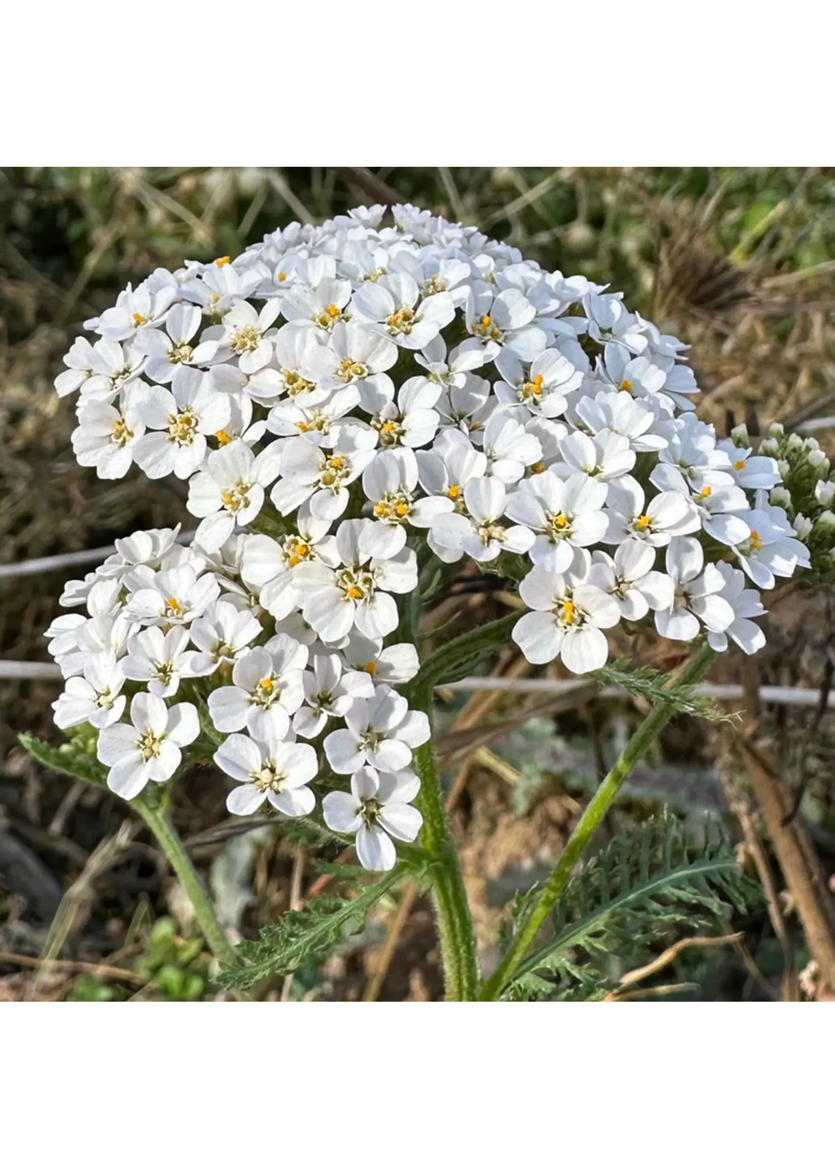 Plant Good Seed Company Yarrow - White
