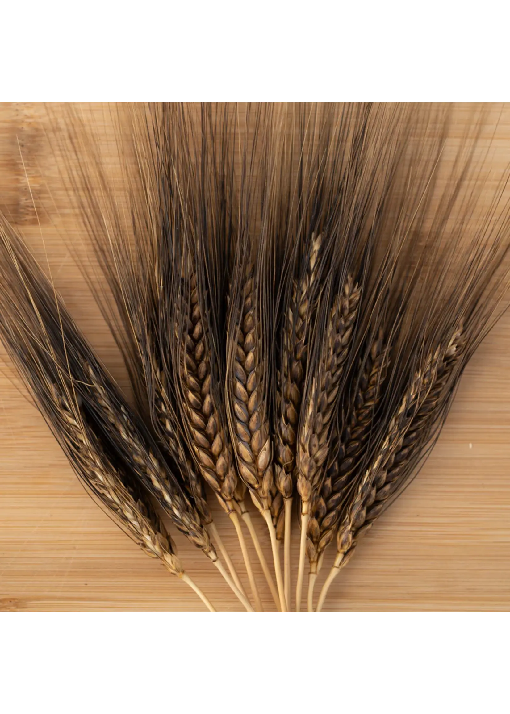 Plant Good Seed Company Wheat - Black Eagle Spring Organic