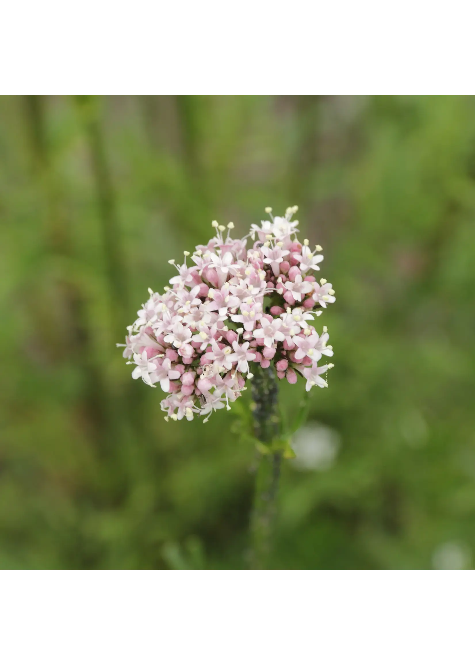 Plant Good Seed Company Valerian - Official Organic