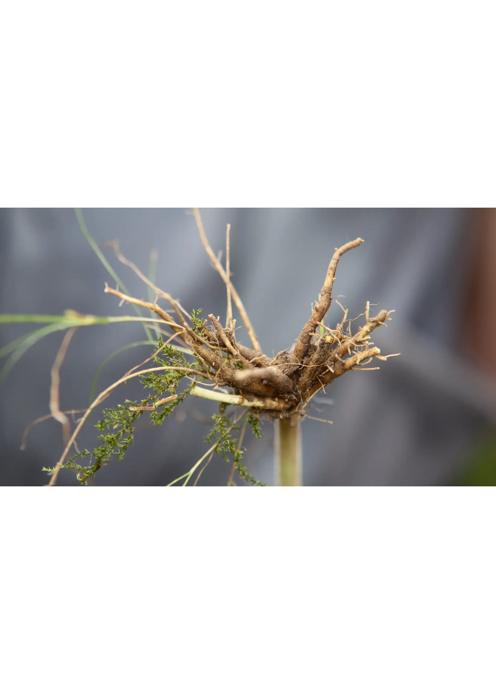 Plant Good Seed Company Valerian - Official Organic