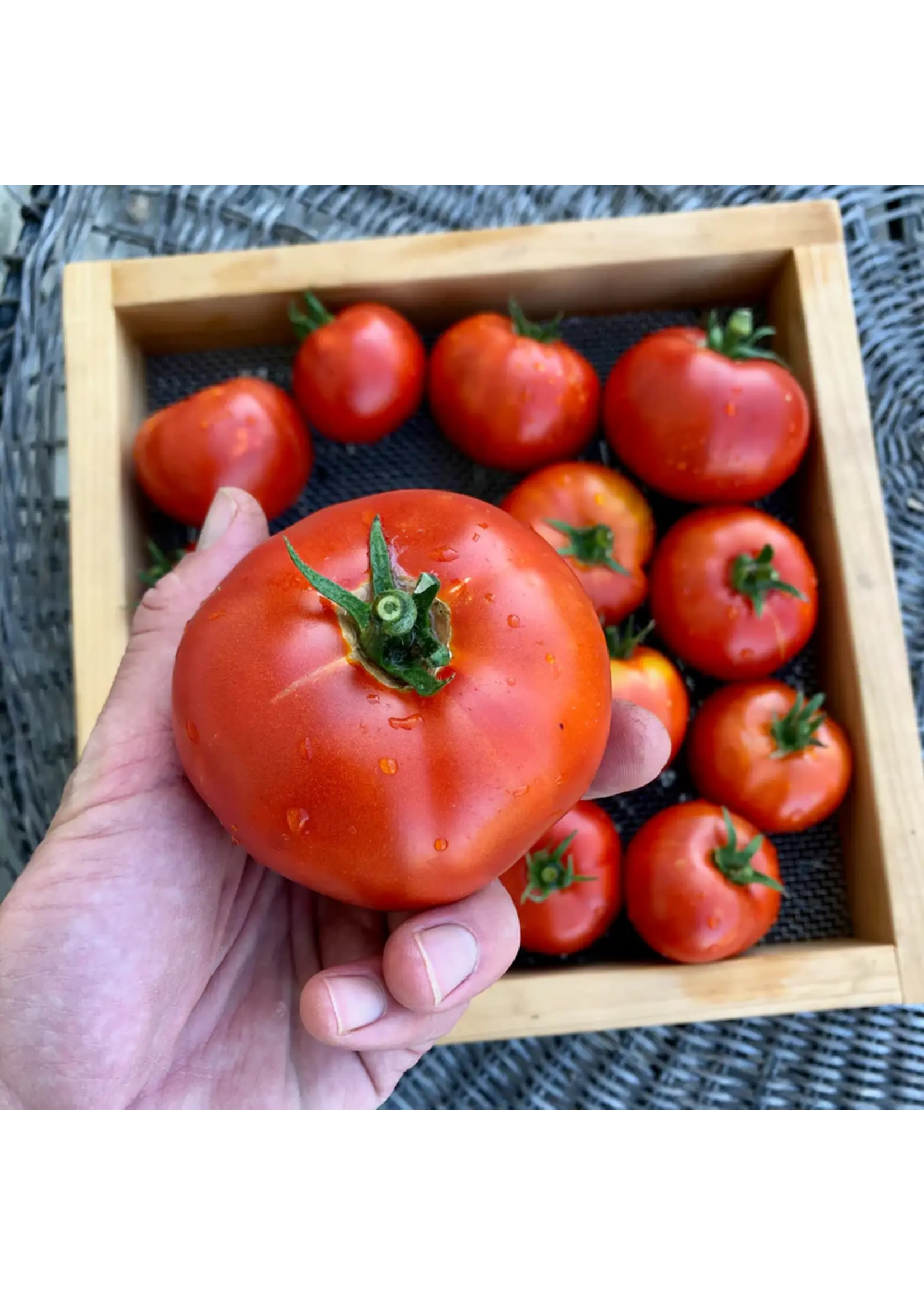 Plant Good Seed Company Tomato - Sasha's Altai Organic