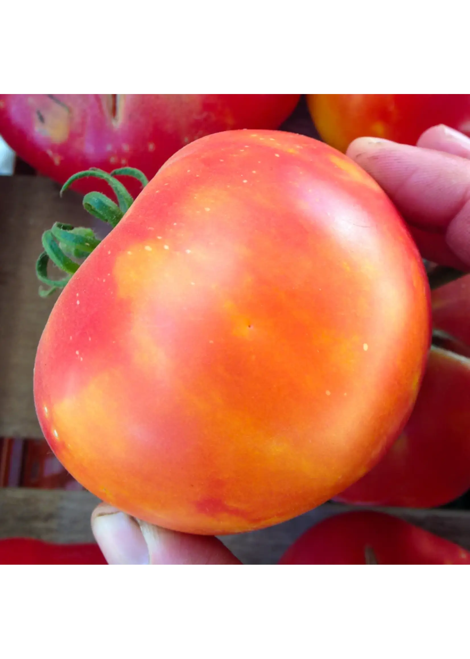 Plant Good Seed Company Tomato - Painted Ukrainian Organic