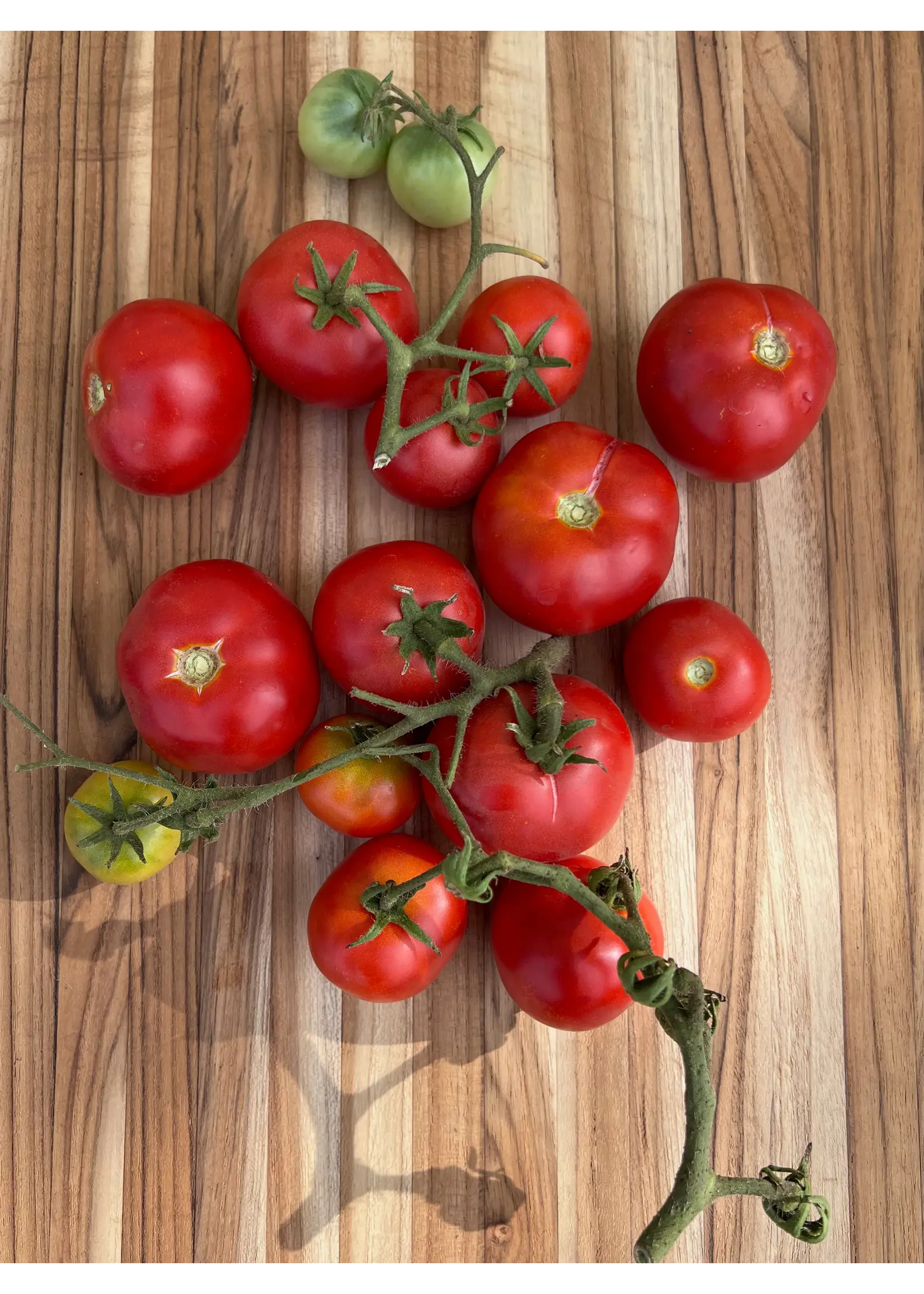 Plant Good Seed Company Tomato - Czech Bush Organic