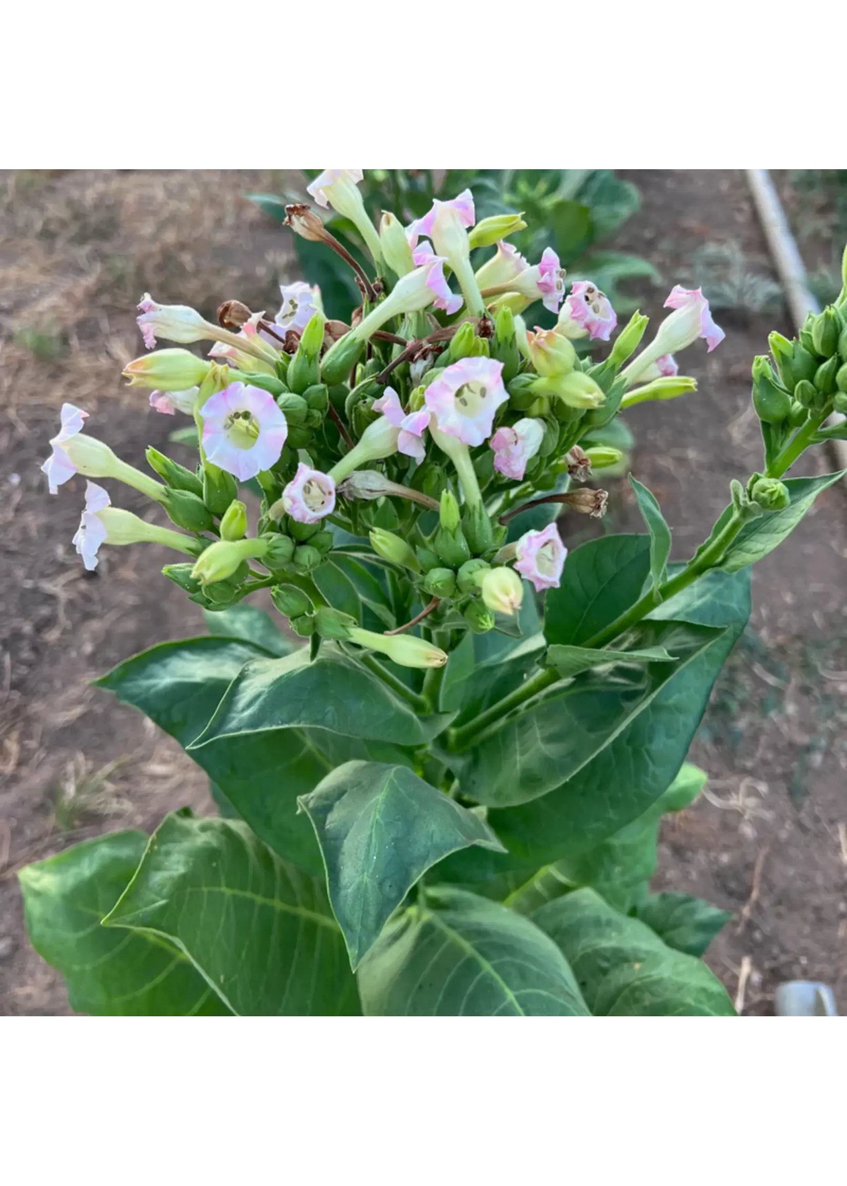 Plant Good Seed Company Tobacco Seed - Virginia Organic