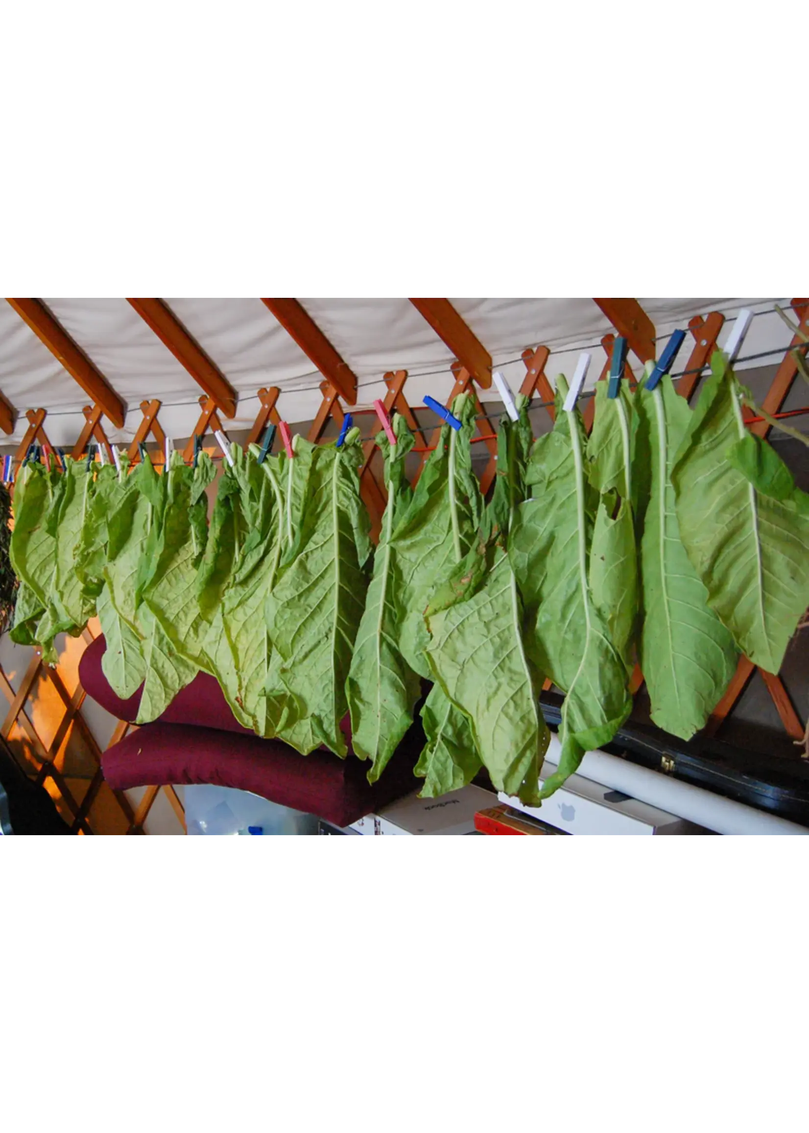 Plant Good Seed Company Tobacco Seed - Virginia Organic