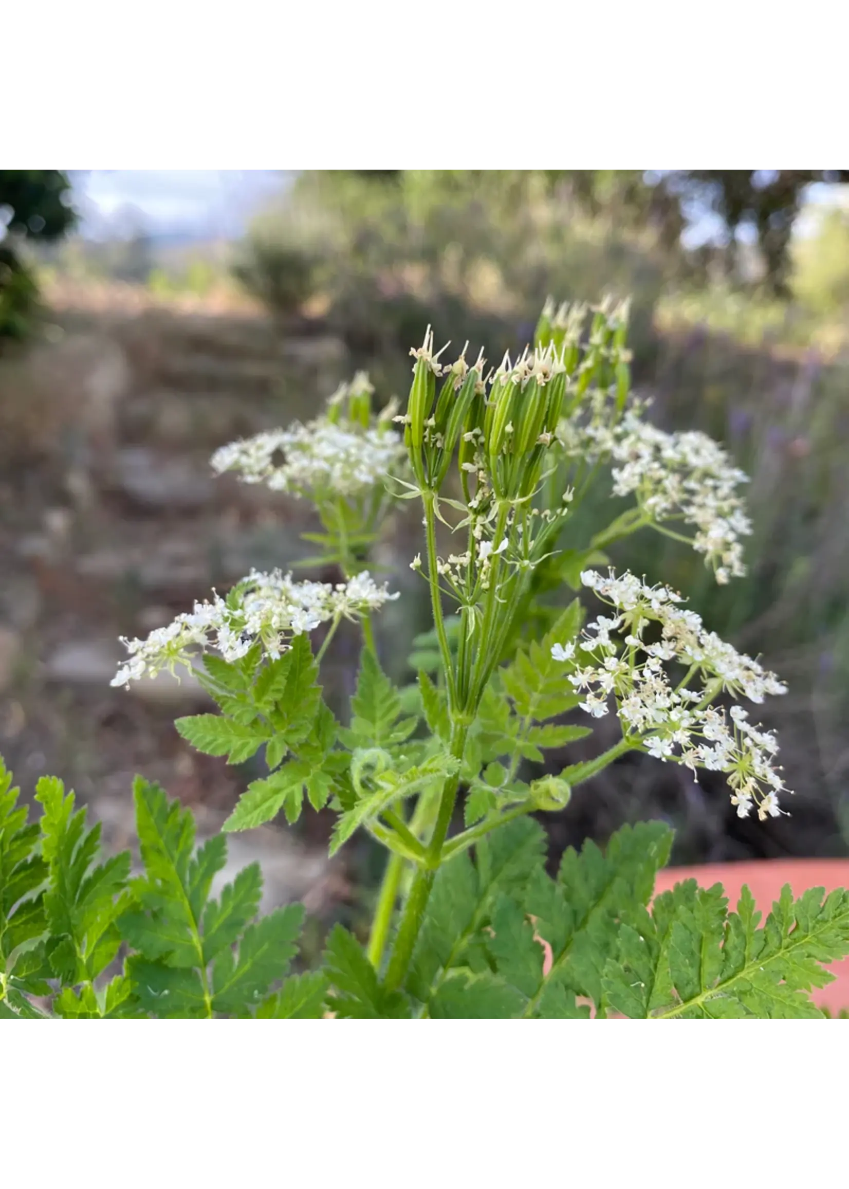 Plant Good Seed Company Sweet Cicely