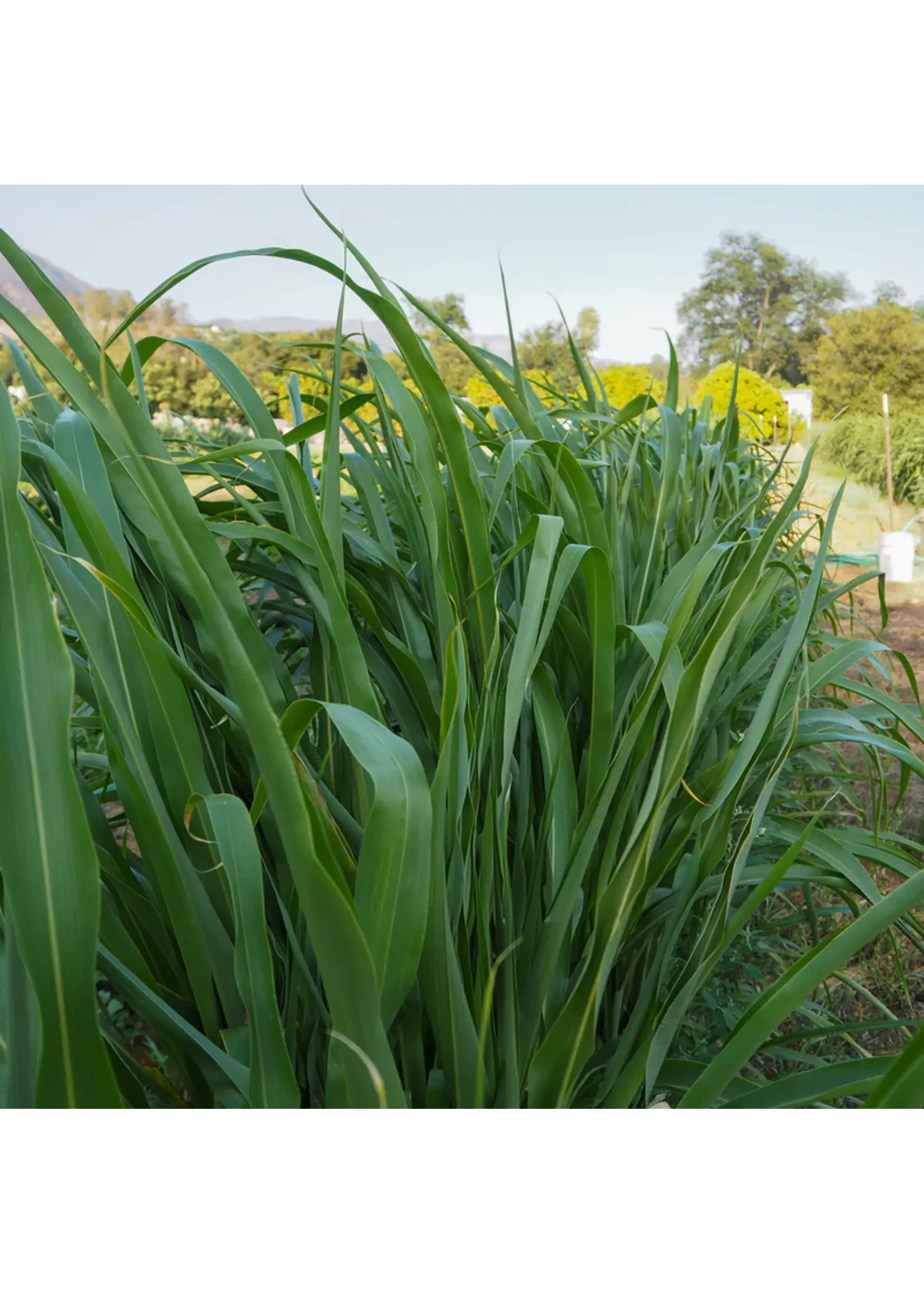 Plant Good Seed Company Sorghum Sudangrass BMR F1 Organic