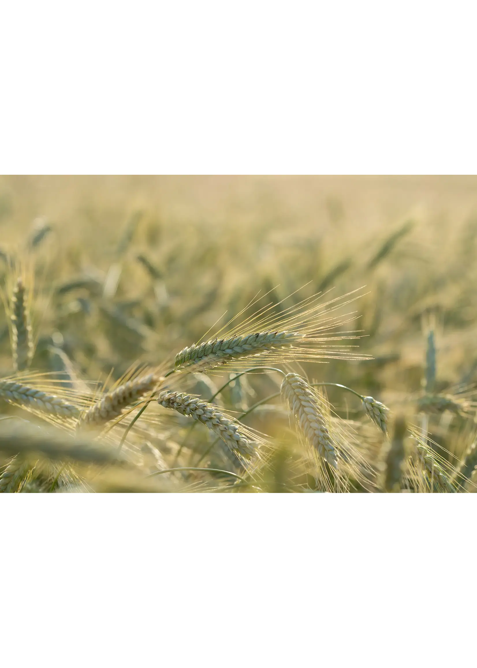 Plant Good Seed Company Rye - Winter Organic