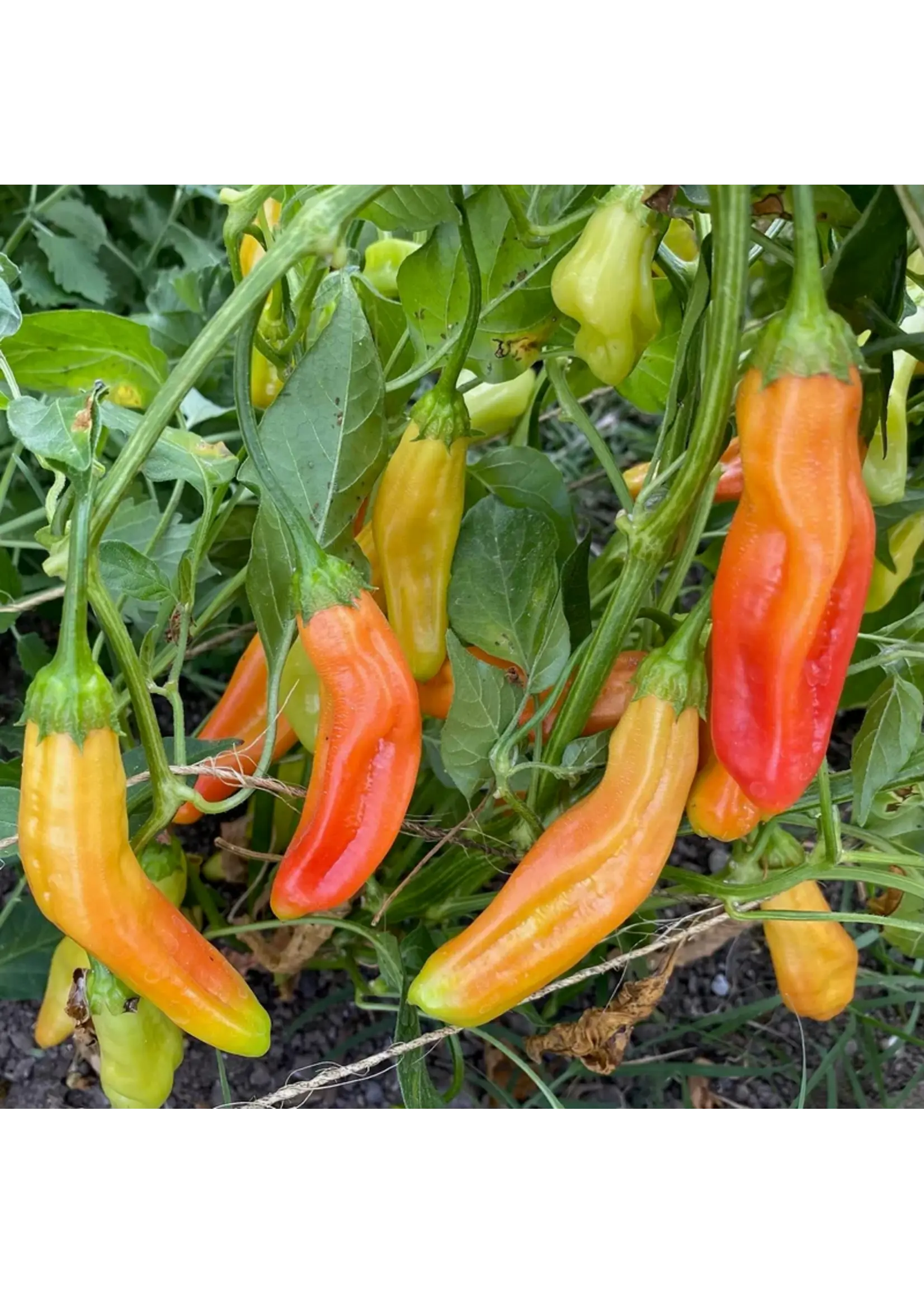 Plant Good Seed Company Pepper - Aji Amarillo Organic