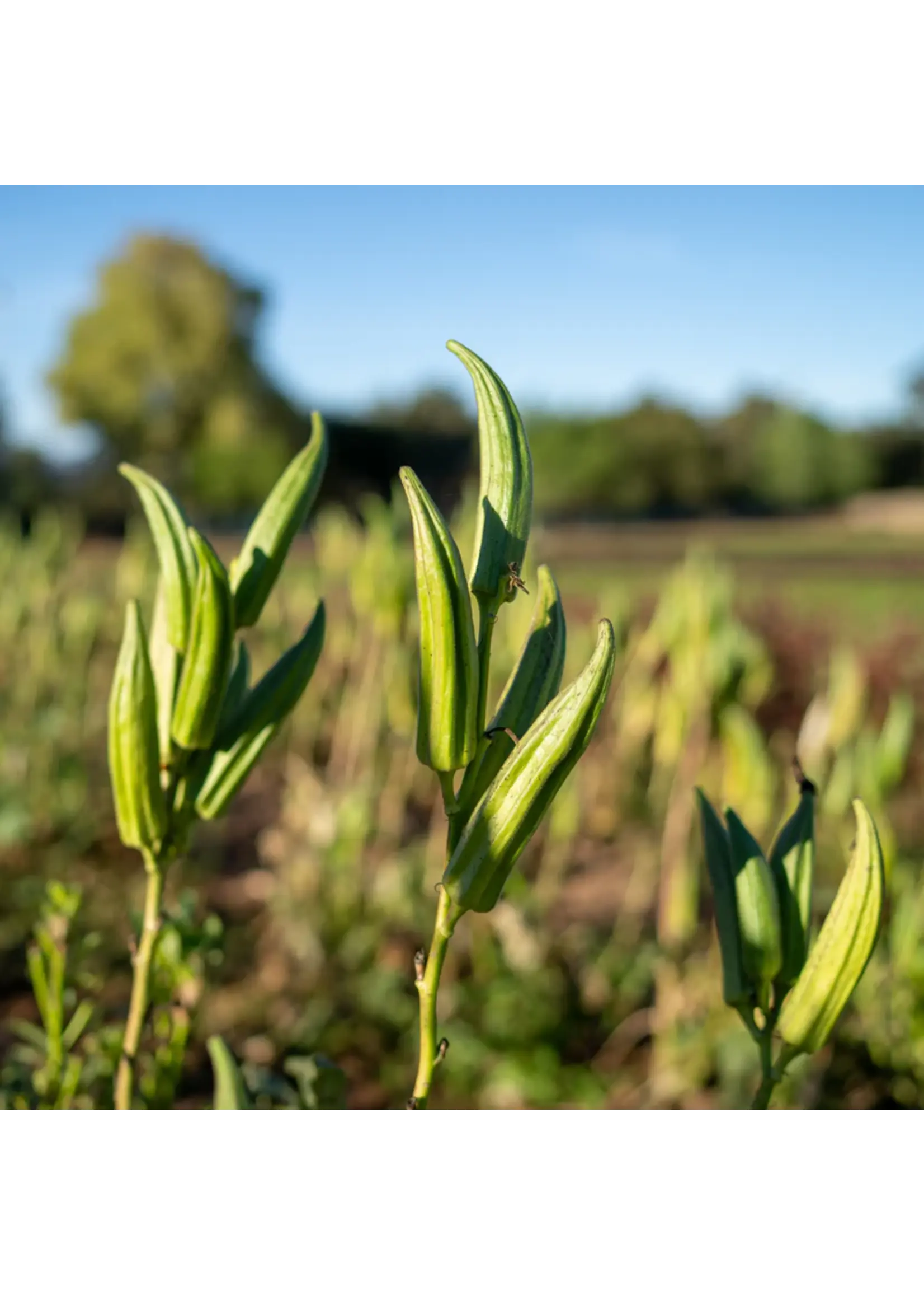 Plant Good Seed Company Okra - Heavy Hitter Organic