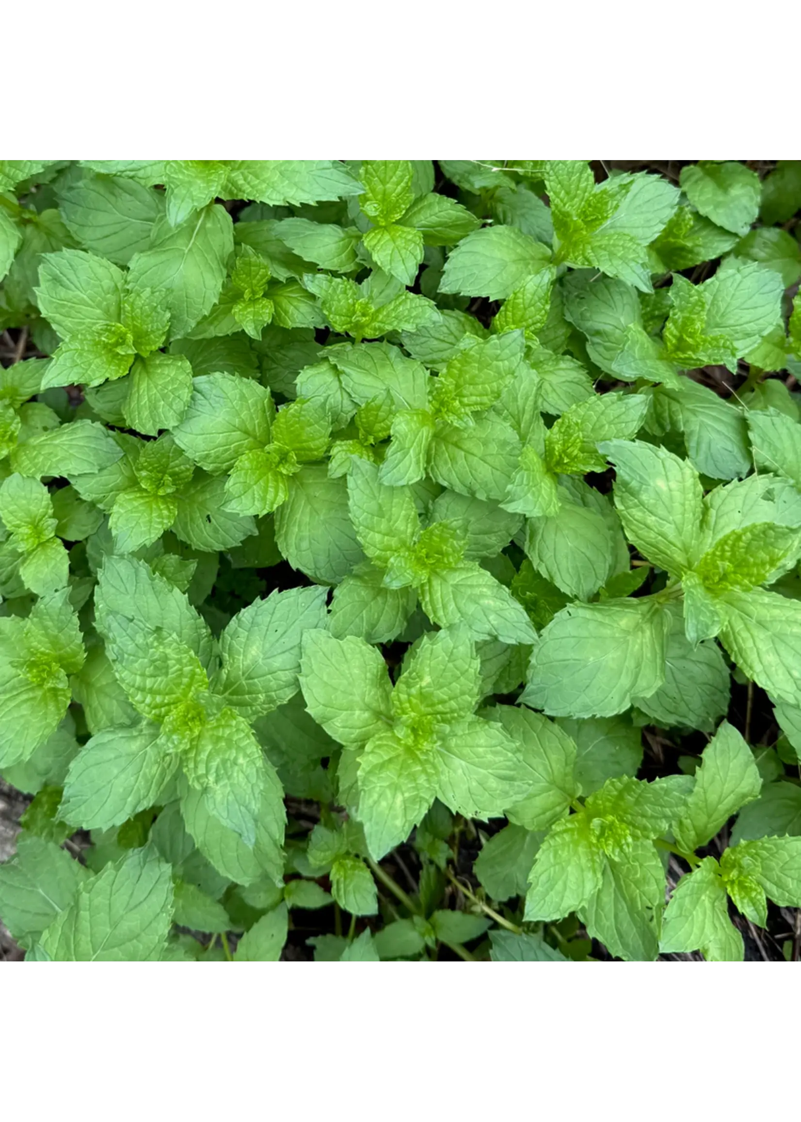 Plant Good Seed Company Mint - Spearmint