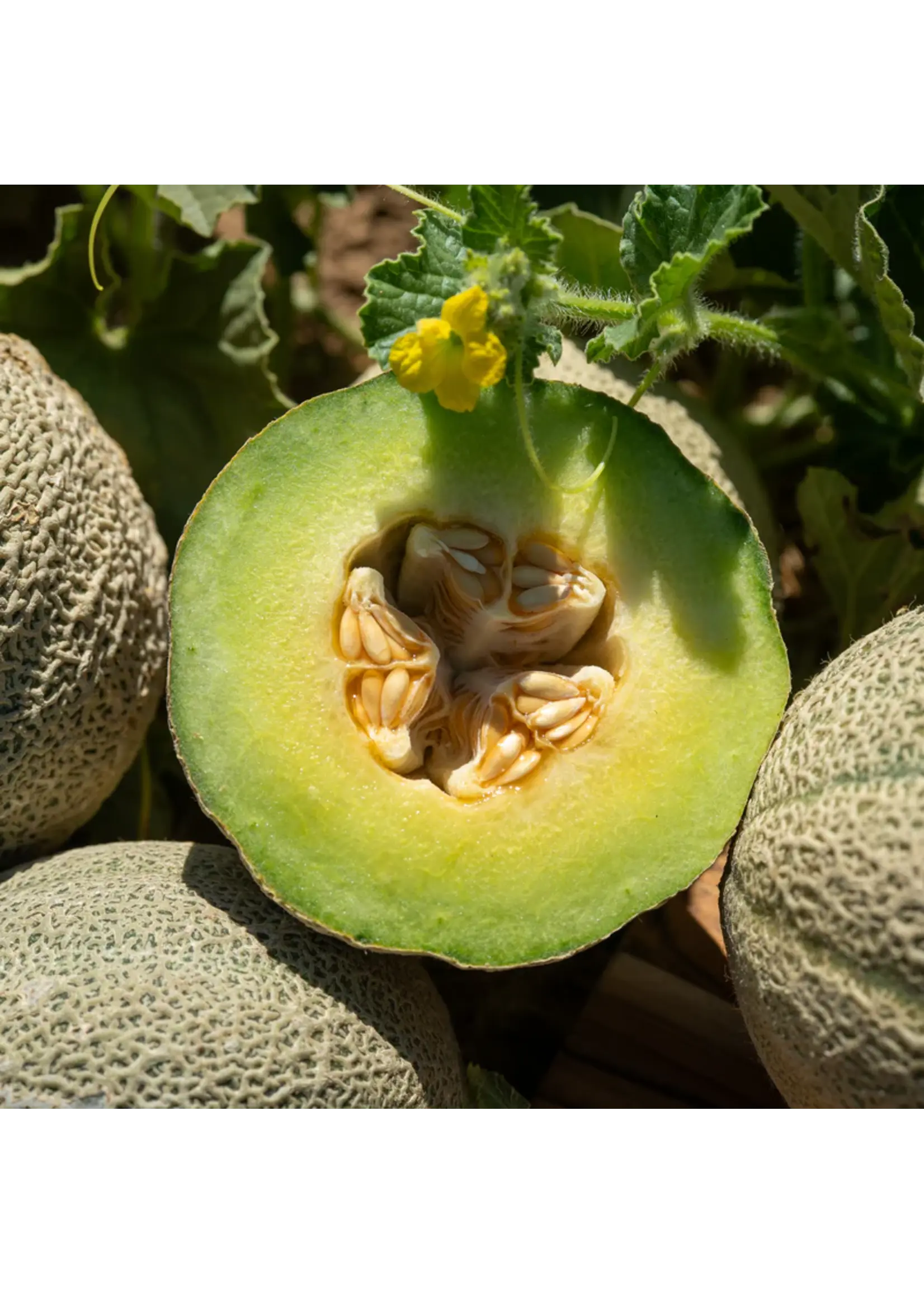 Plant Good Seed Company Melon - Ice Cream Organic