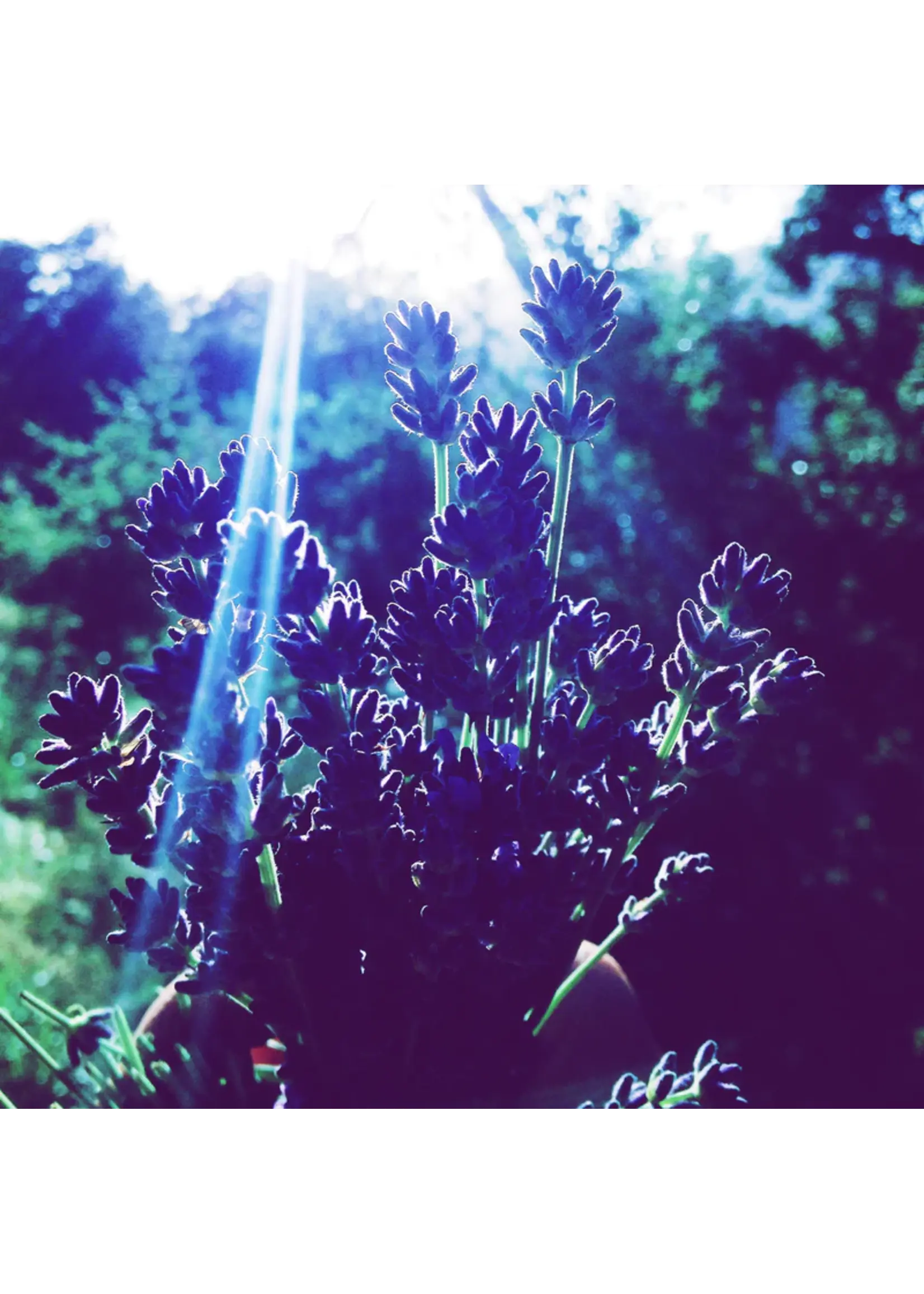 Plant Good Seed Company Lavender - Vera English