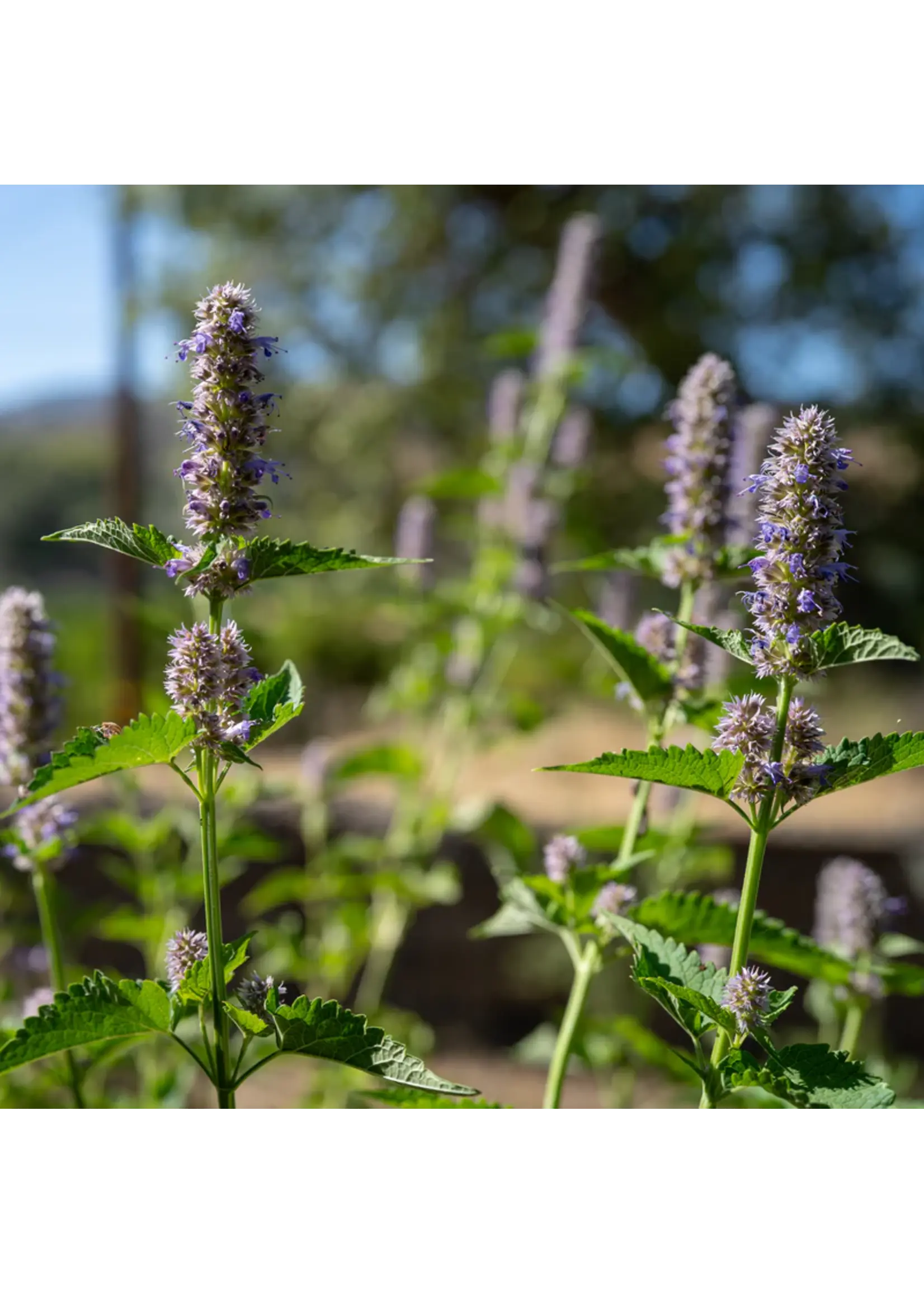 Plant Good Seed Company Mint - Korean Licorice