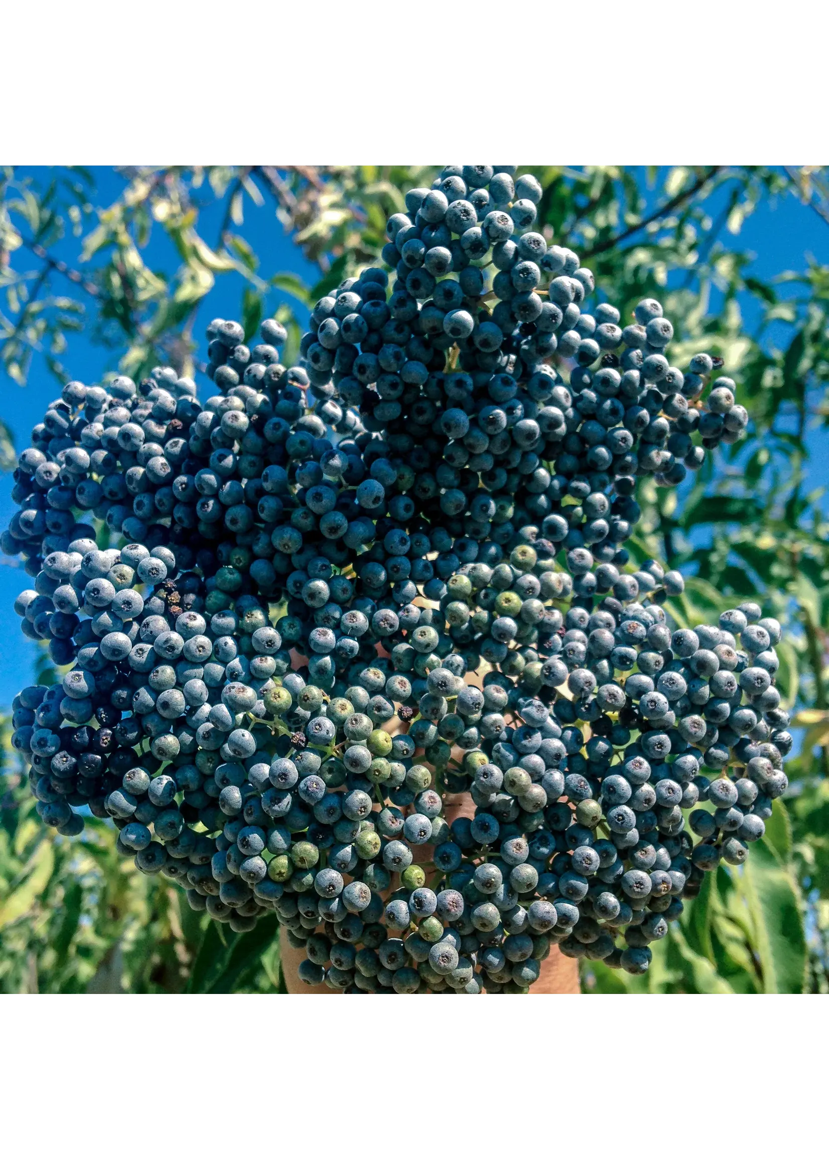 Plant Good Seed Company Elderberry - Mexican Organic