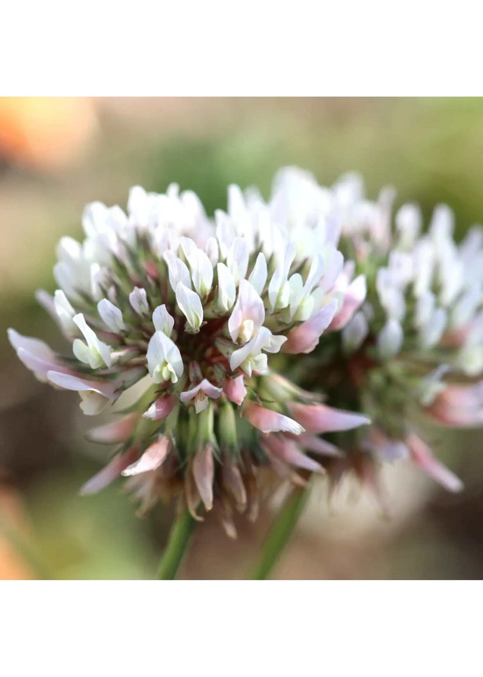 Plant Good Seed Company Clover - White Organic