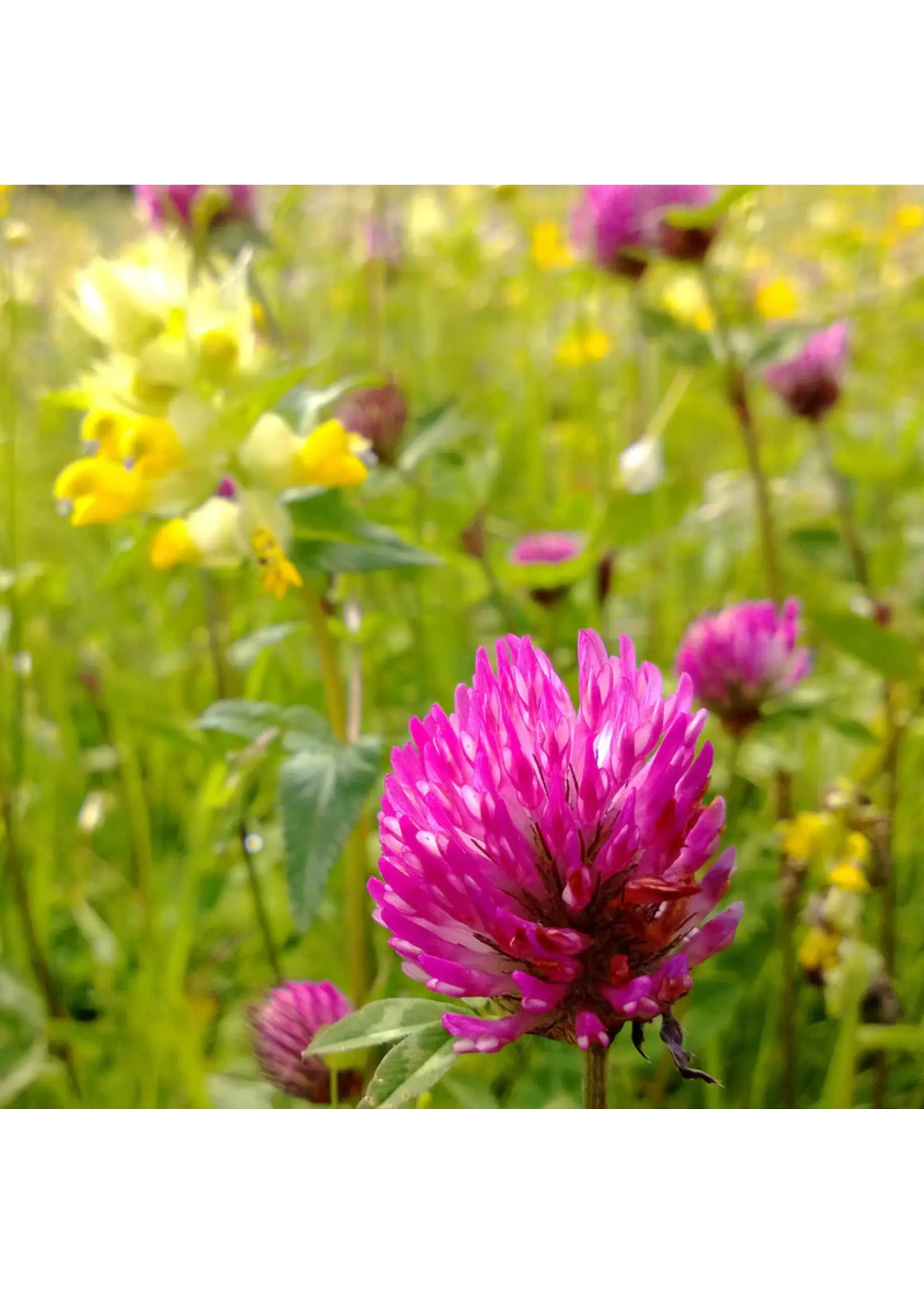 Plant Good Seed Company Clover - Red Organic