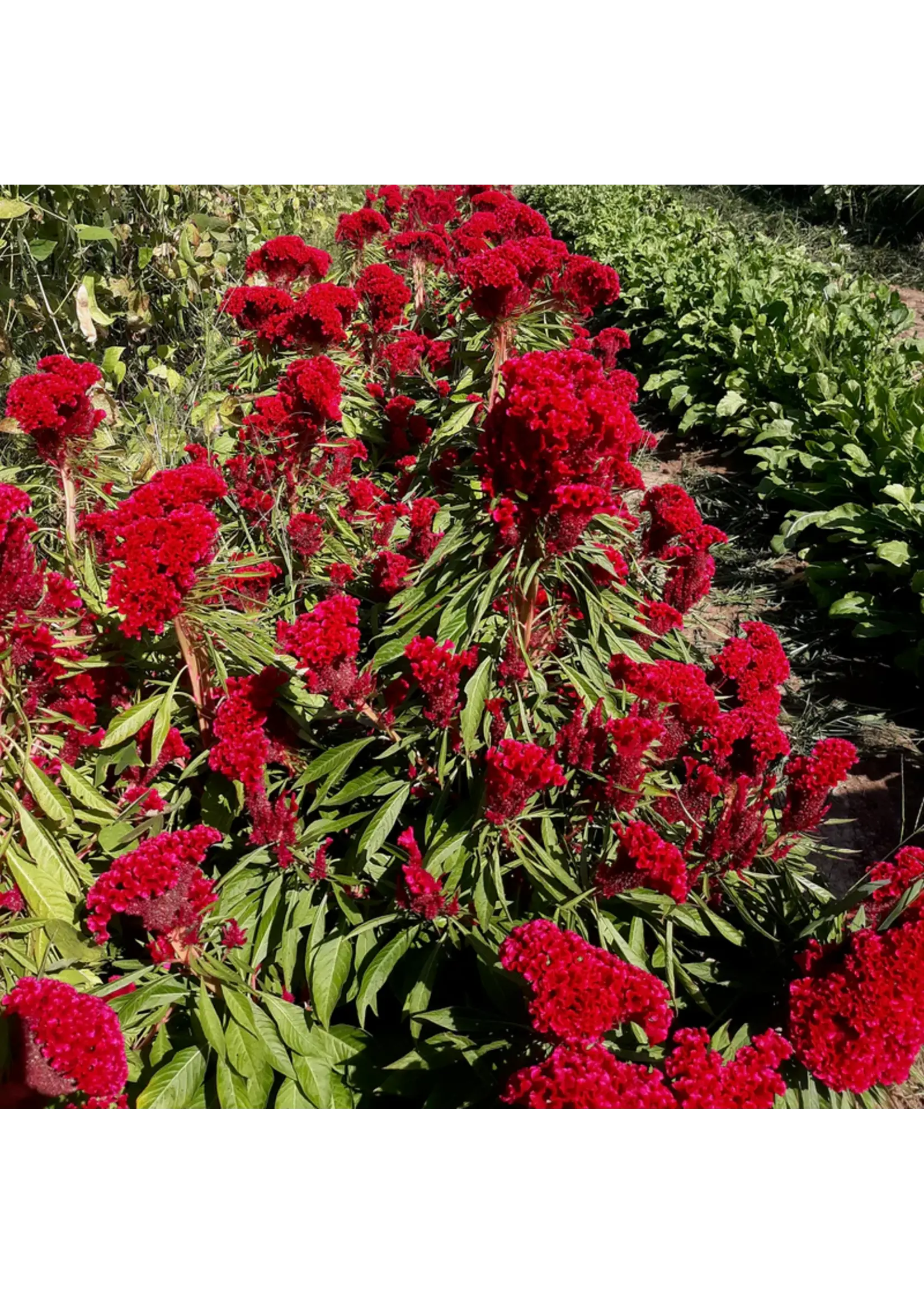 Plant Good Seed Company Celosia - Amish Cockscomb Organic