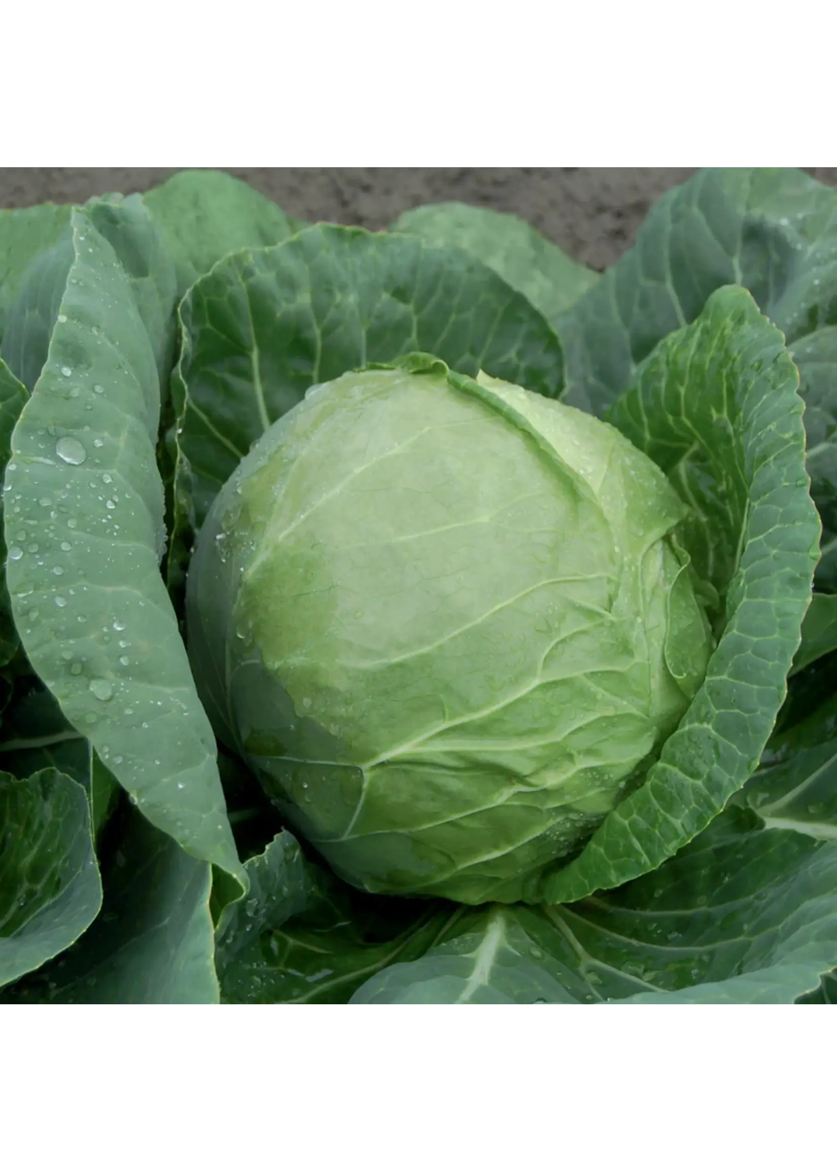 Plant Good Seed Company Cabbage - Katarina F1