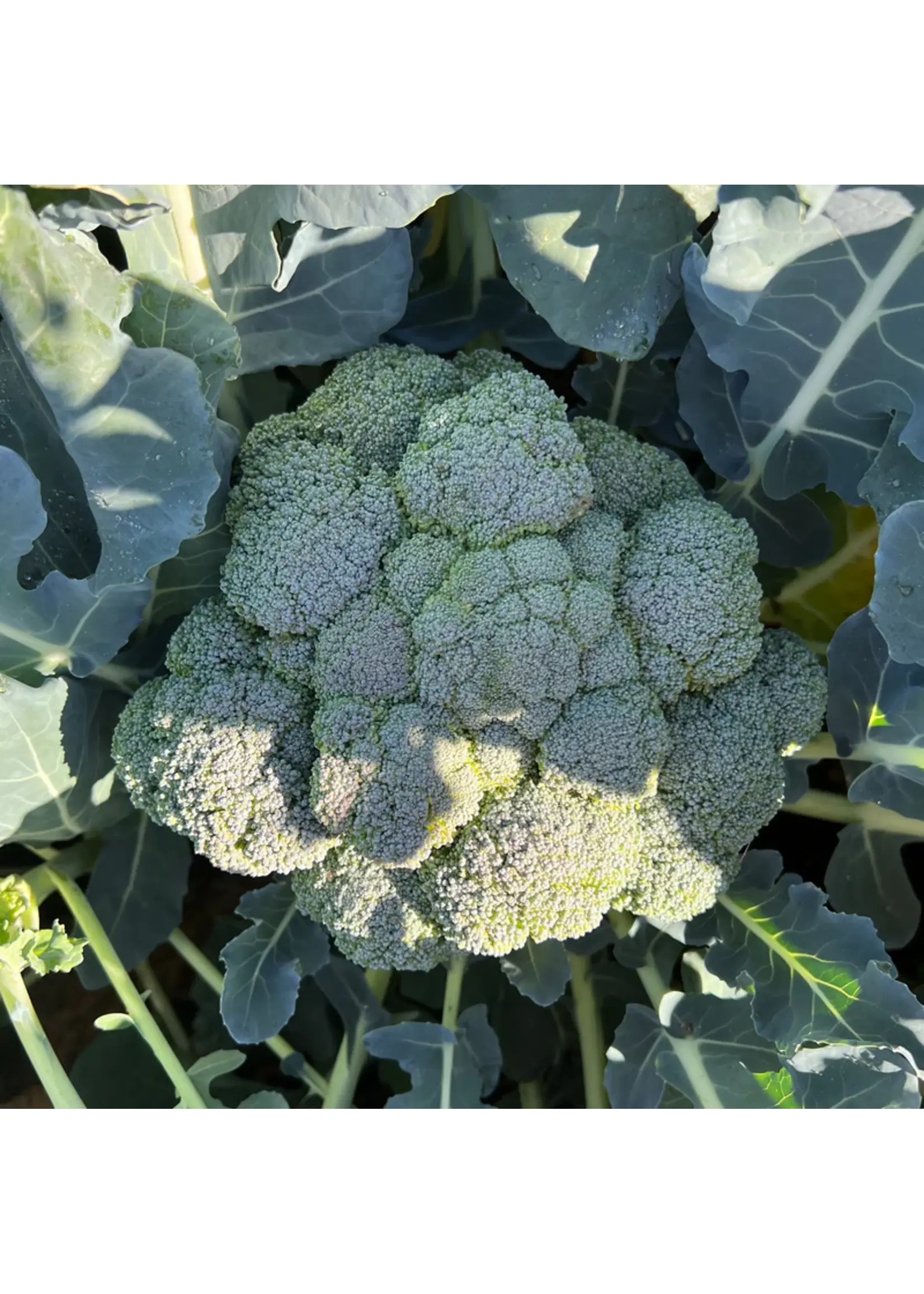 Plant Good Seed Company Broccoli - Marathon F1