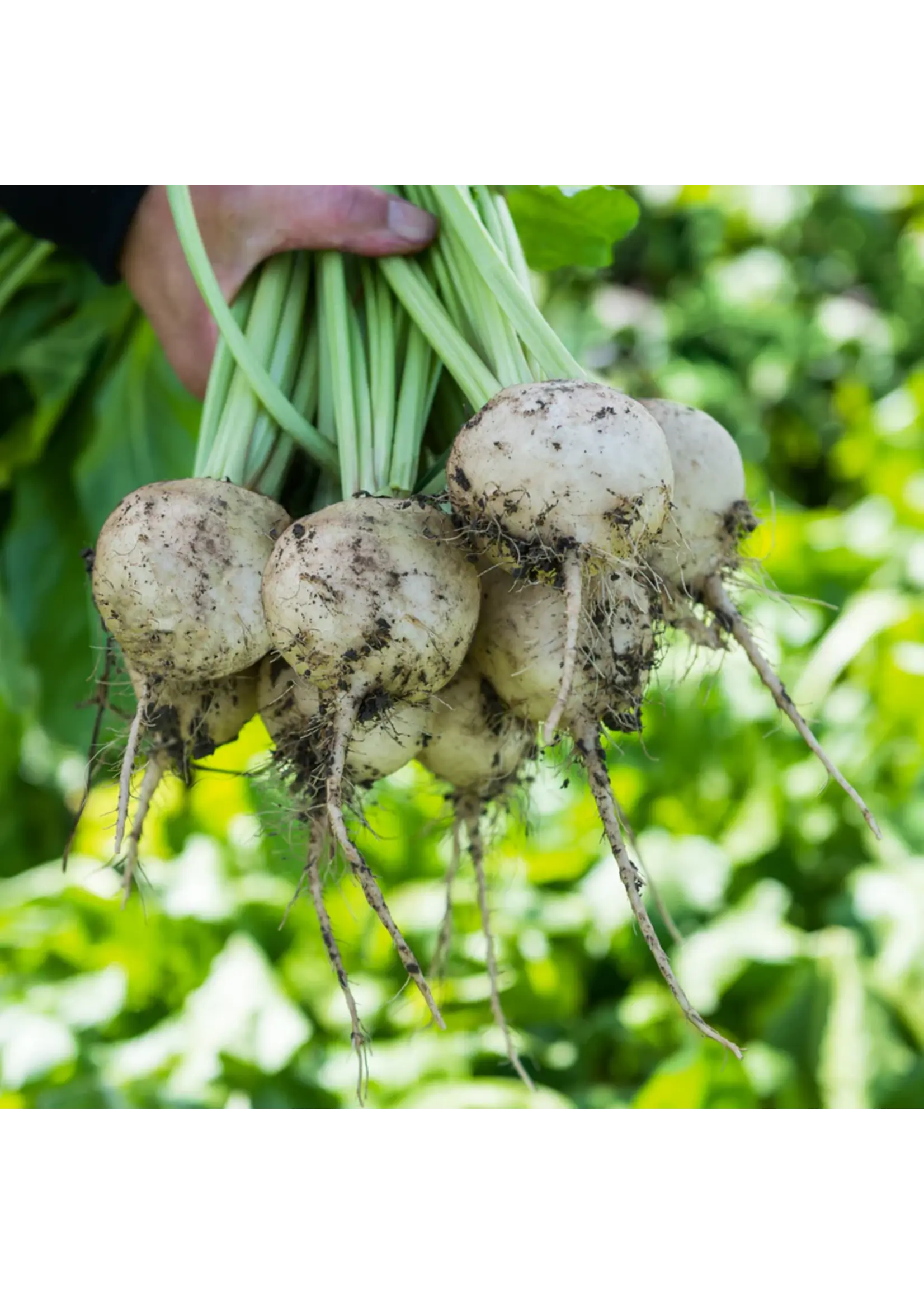 Plant Good Seed Company Beet - Avalanche White