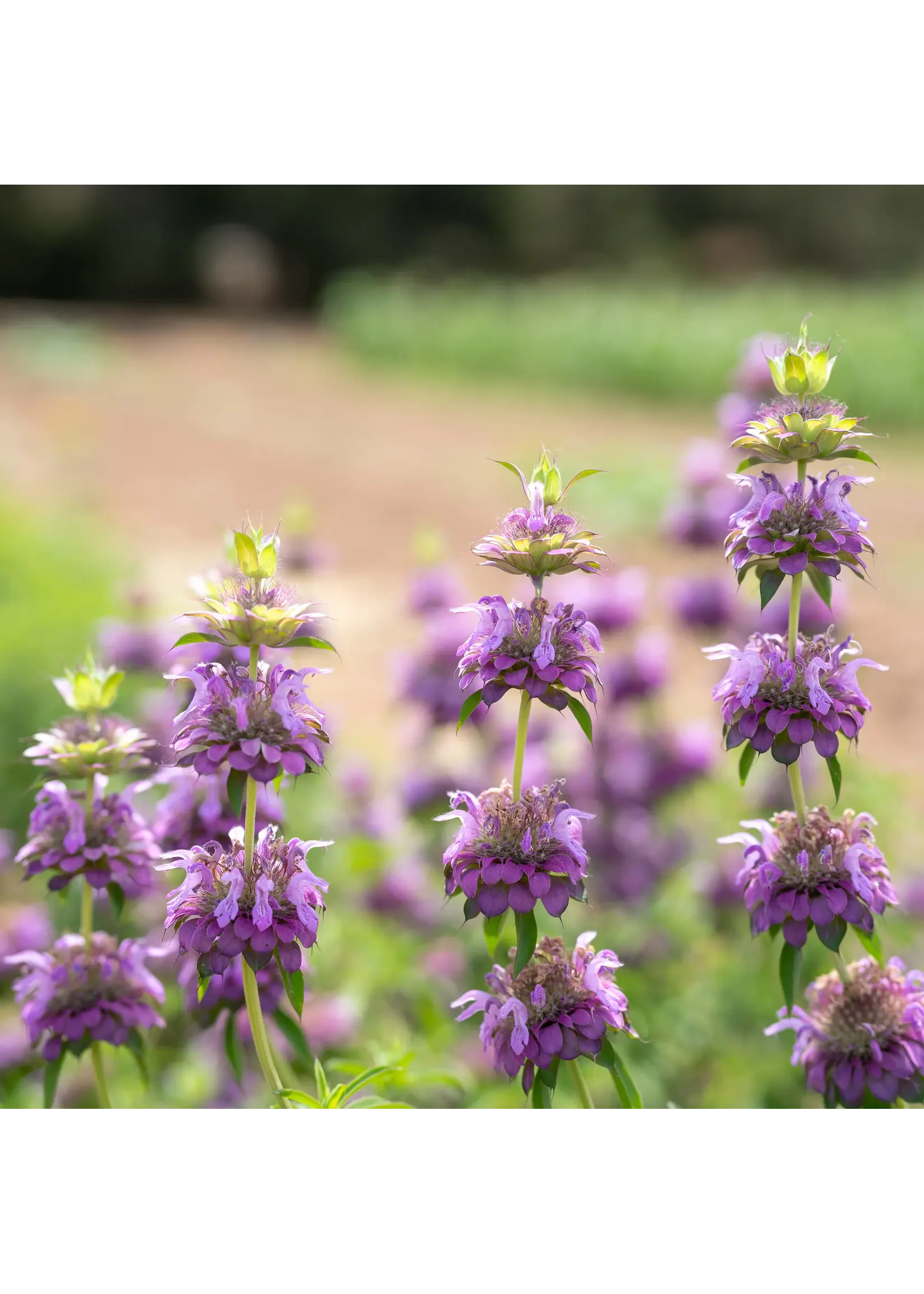 Plant Good Seed Company Bee Balm - Lemon Organic
