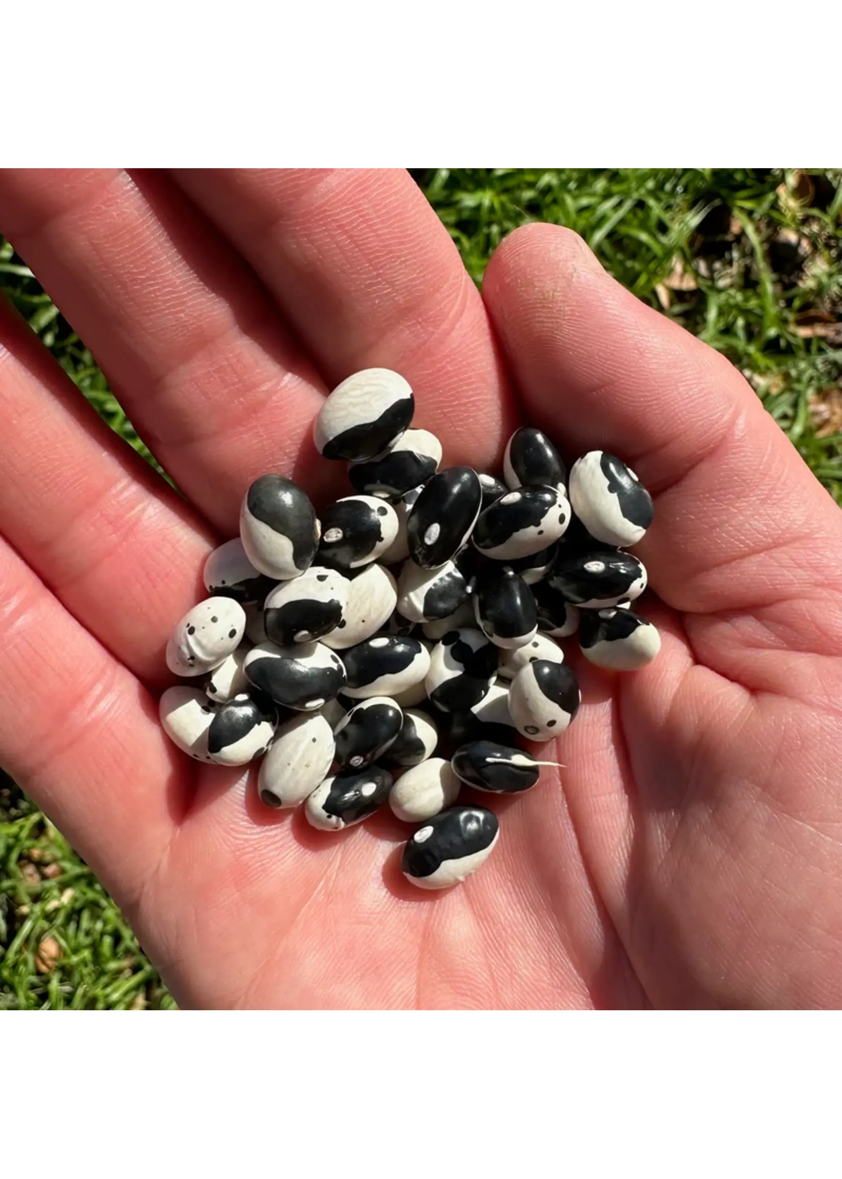 Plant Good Seed Company Bean - Calypso Wolverine Organic