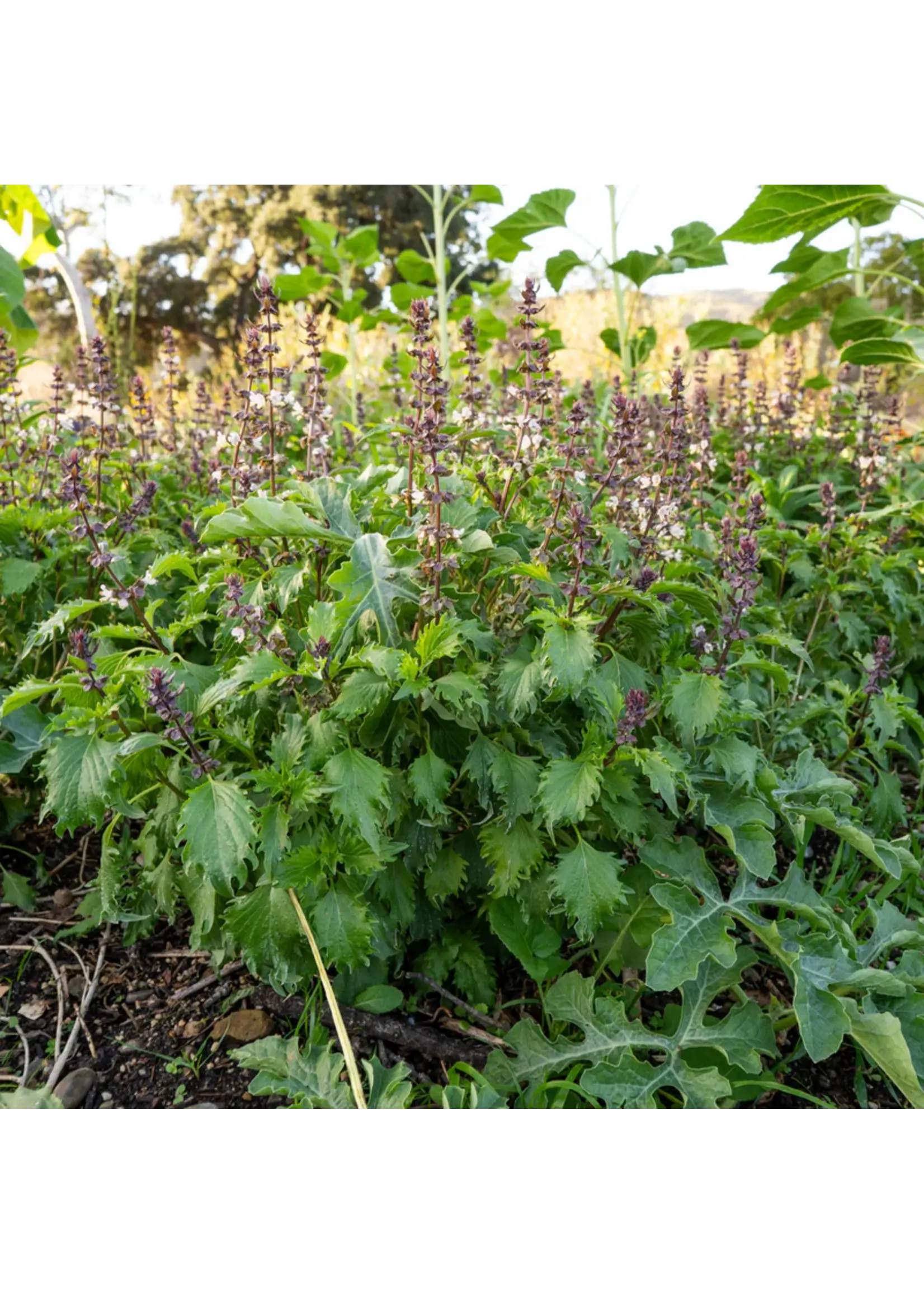 Plant Good Seed Company Basil - Mrihani Organic